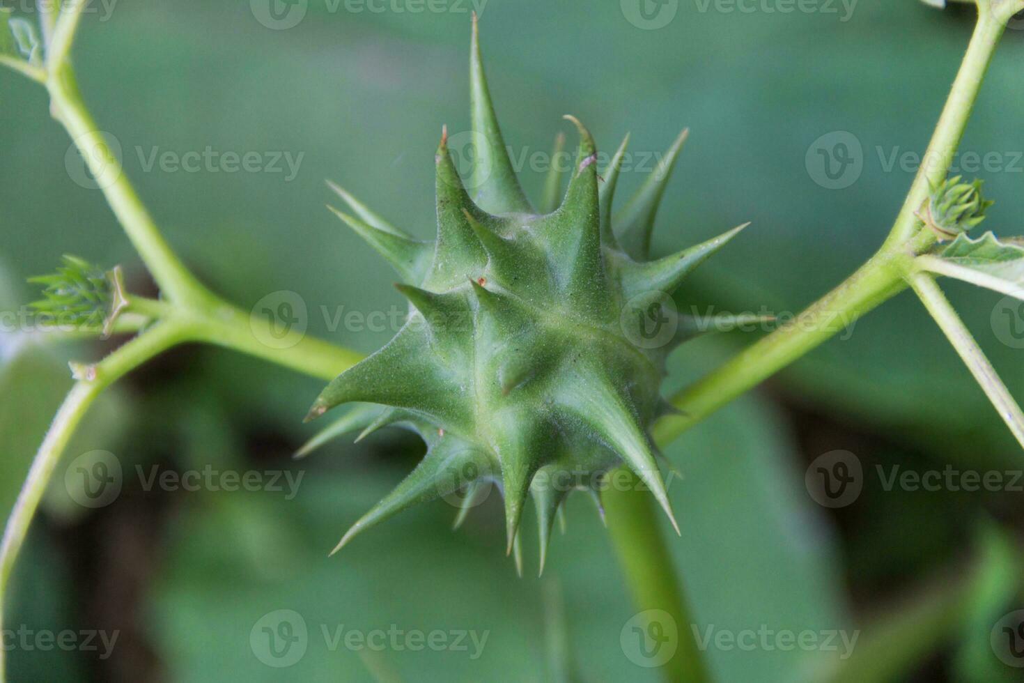 frutas de datura ferox ese crecer salvaje, conocido como toloache o chamico foto