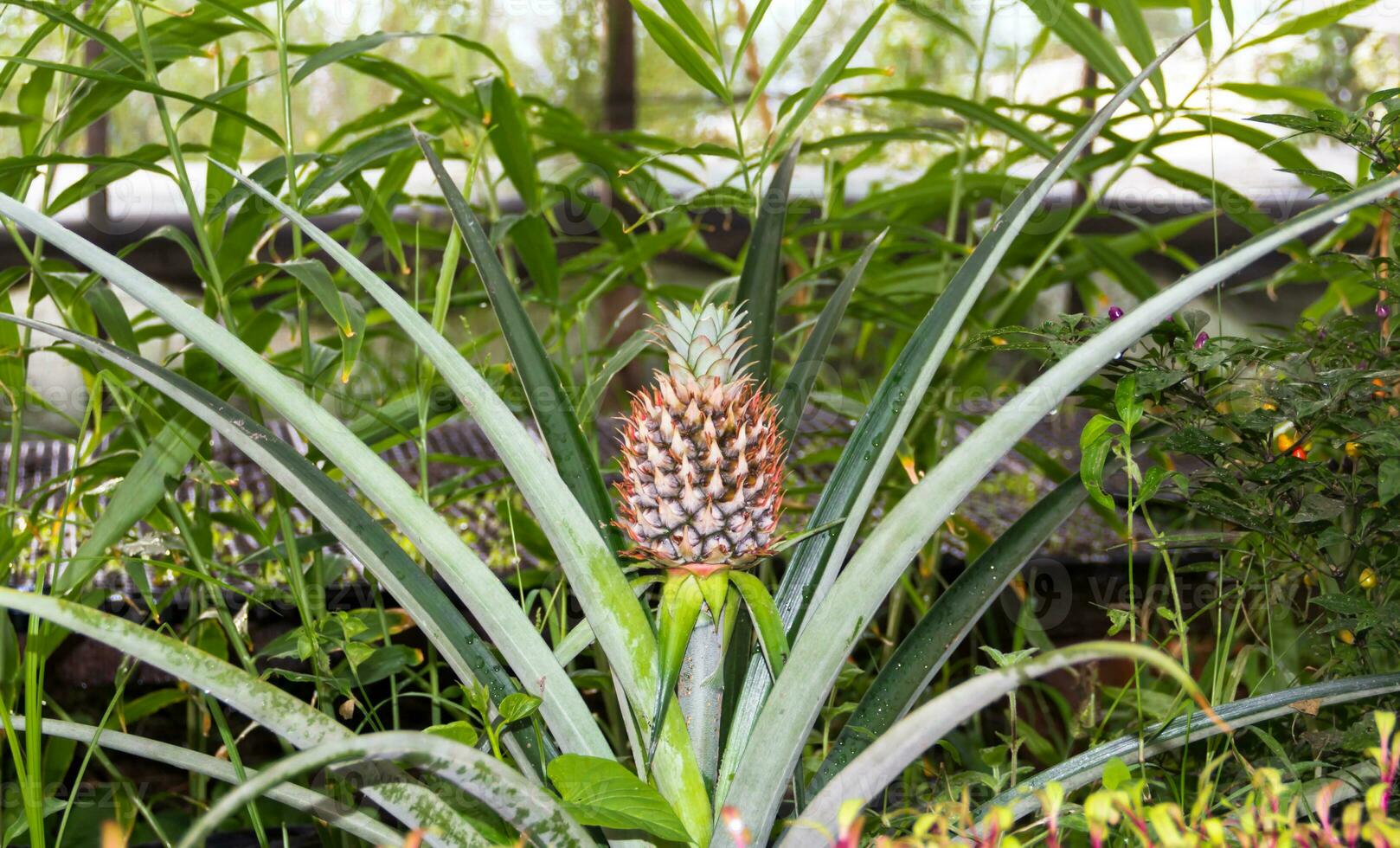 fresh pineapples in the organic garden plant photo