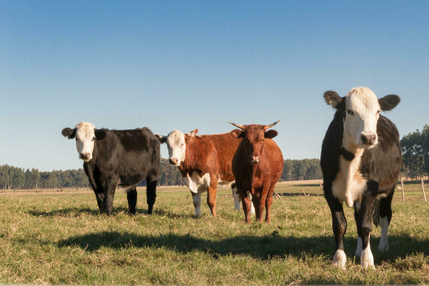 cows grazing in the green Argentine countryside photo