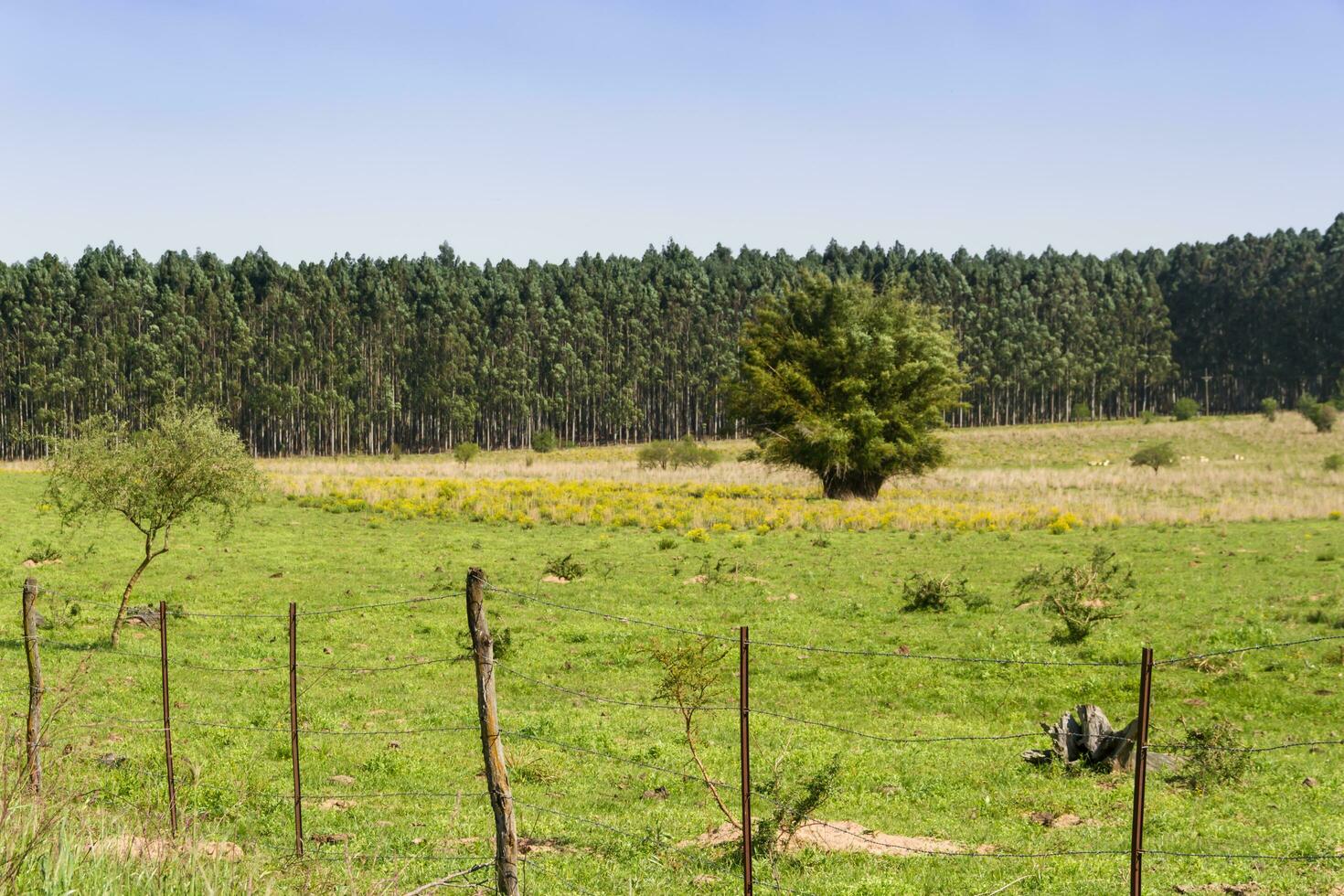 Argentinian countryside landscapes with shades of green yellow flowers cattle and streams photo