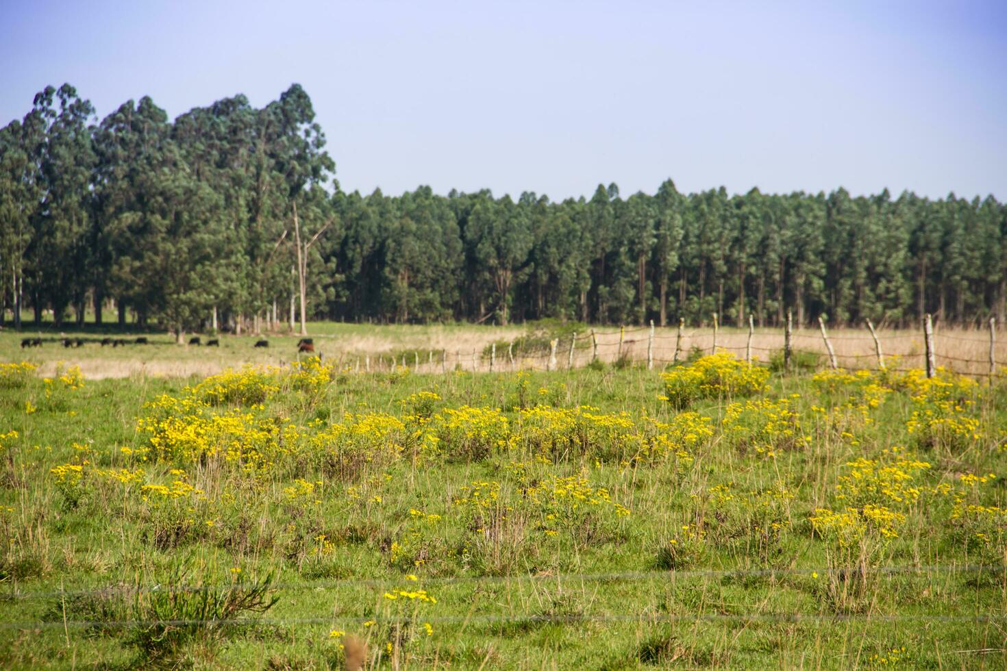 Argentinian countryside landscapes with shades of green yellow flowers cattle and streams photo