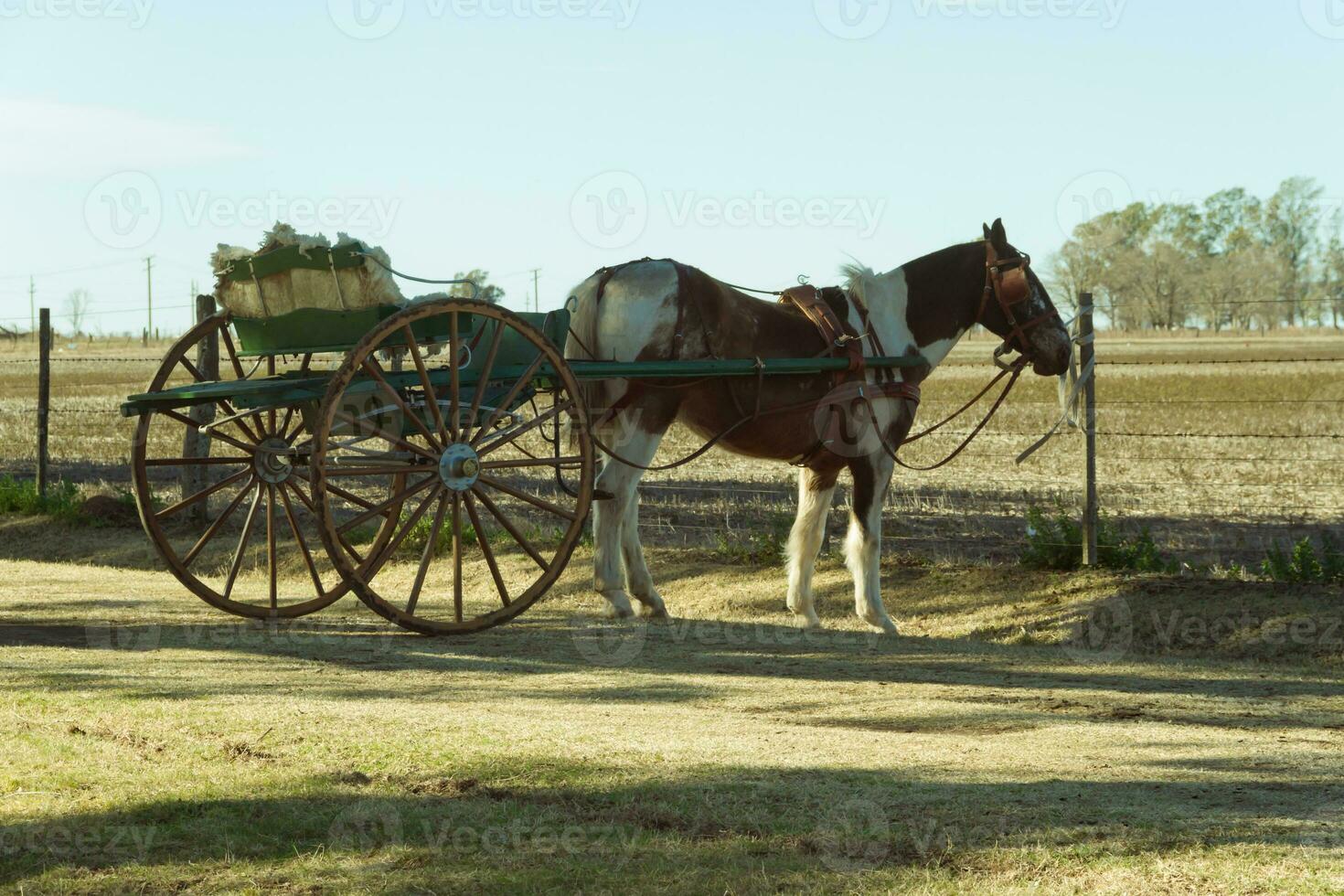 horse with sulky in the pampa argentina photo