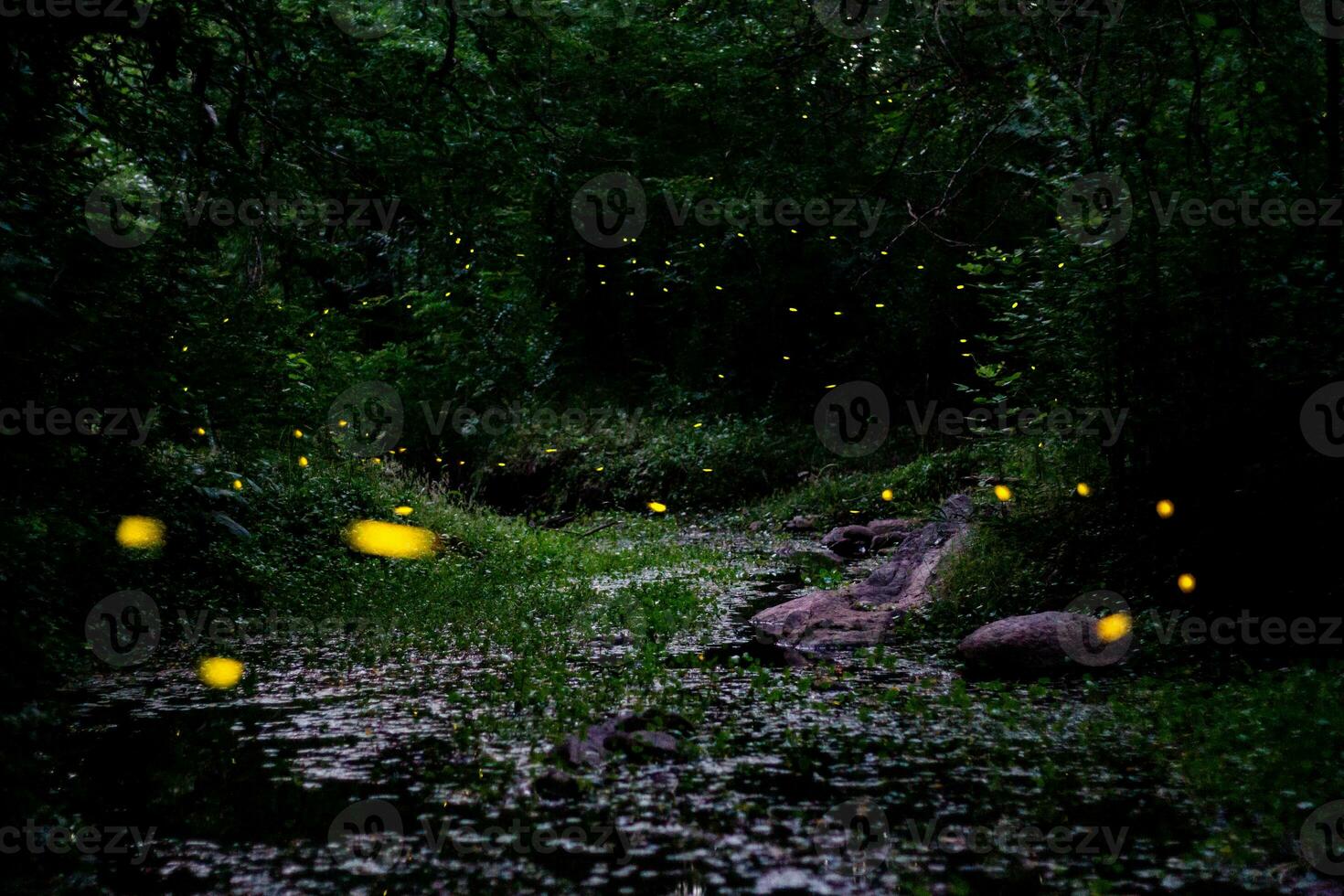 night landscape with fireflies mating dance in spring photo