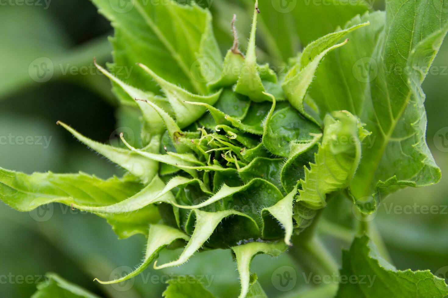small green sunflower flowers yet to bloom photo