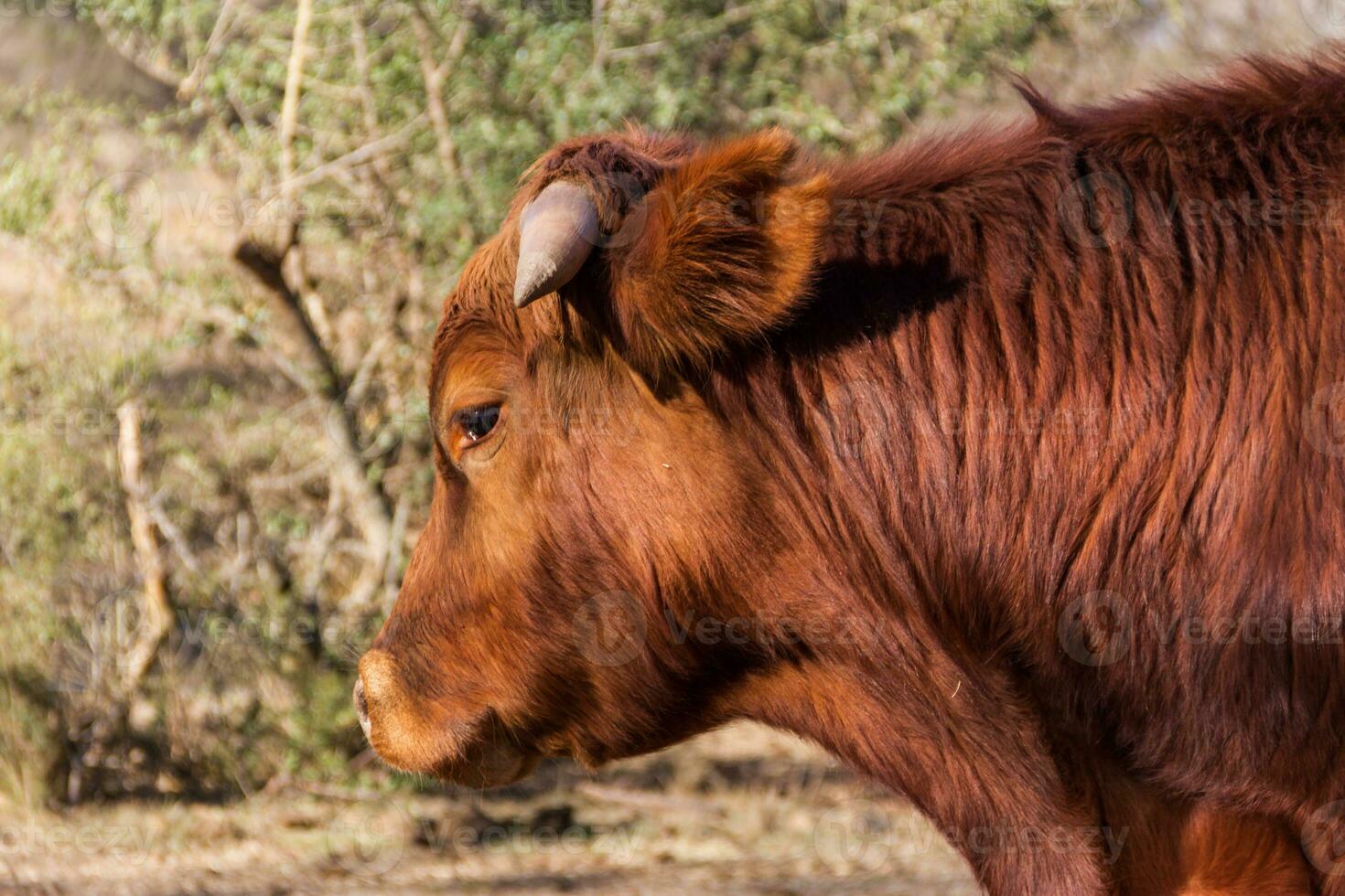 brangus cows and calves in the Argentine countryside photo
