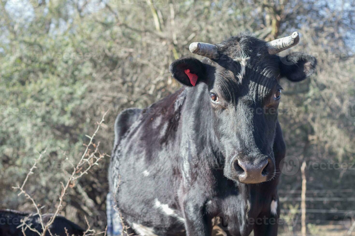 brangus vacas y pantorrillas en el argentino campo foto