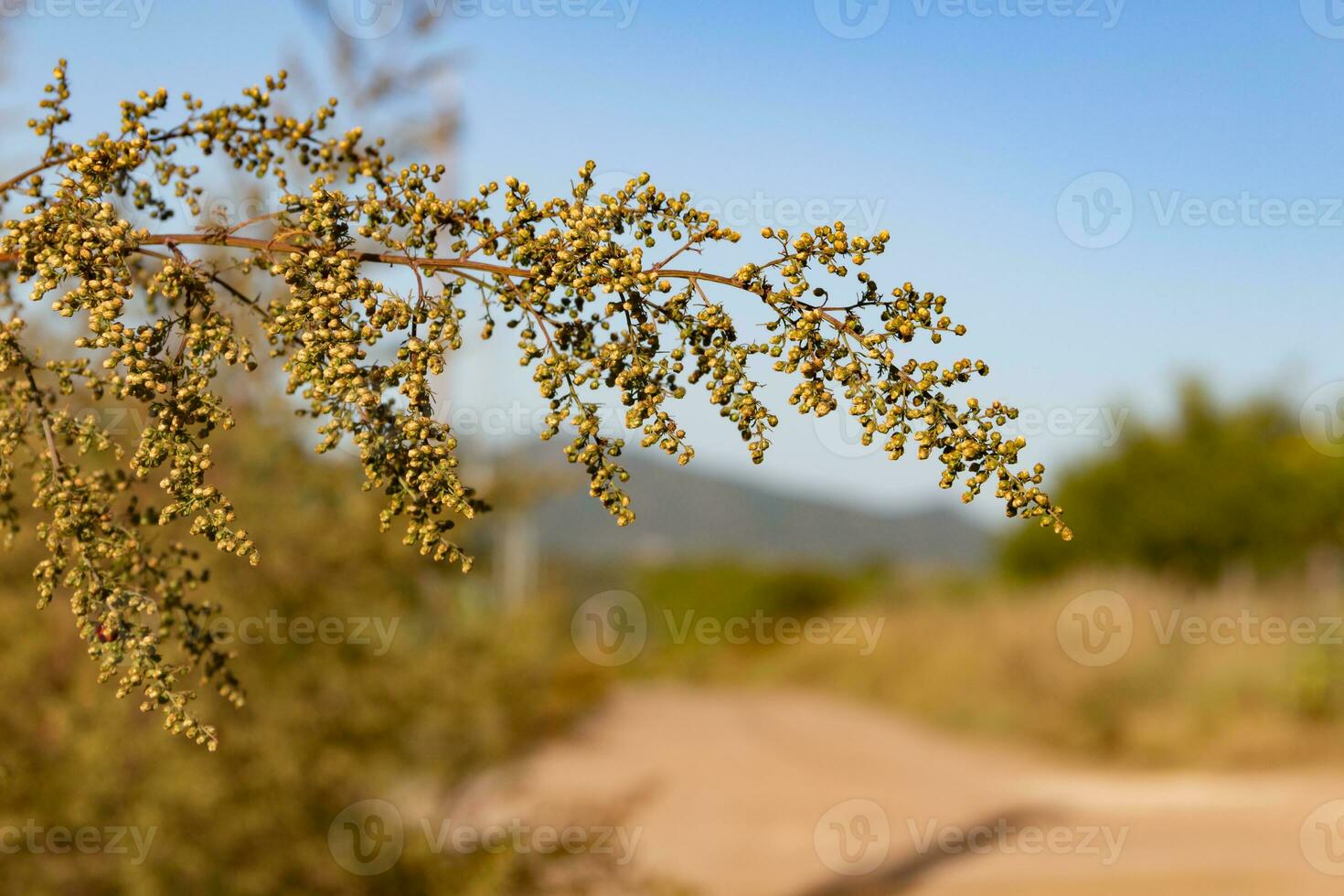 salvaje artemisia annua plantas en el montañas foto