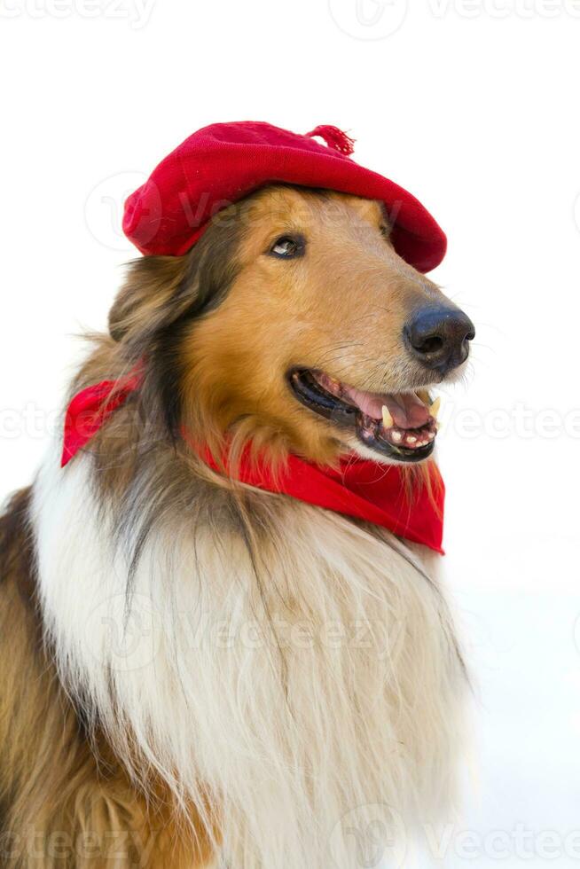 Portrait of rough collie with beret and red scarf San Fermin celebration photo