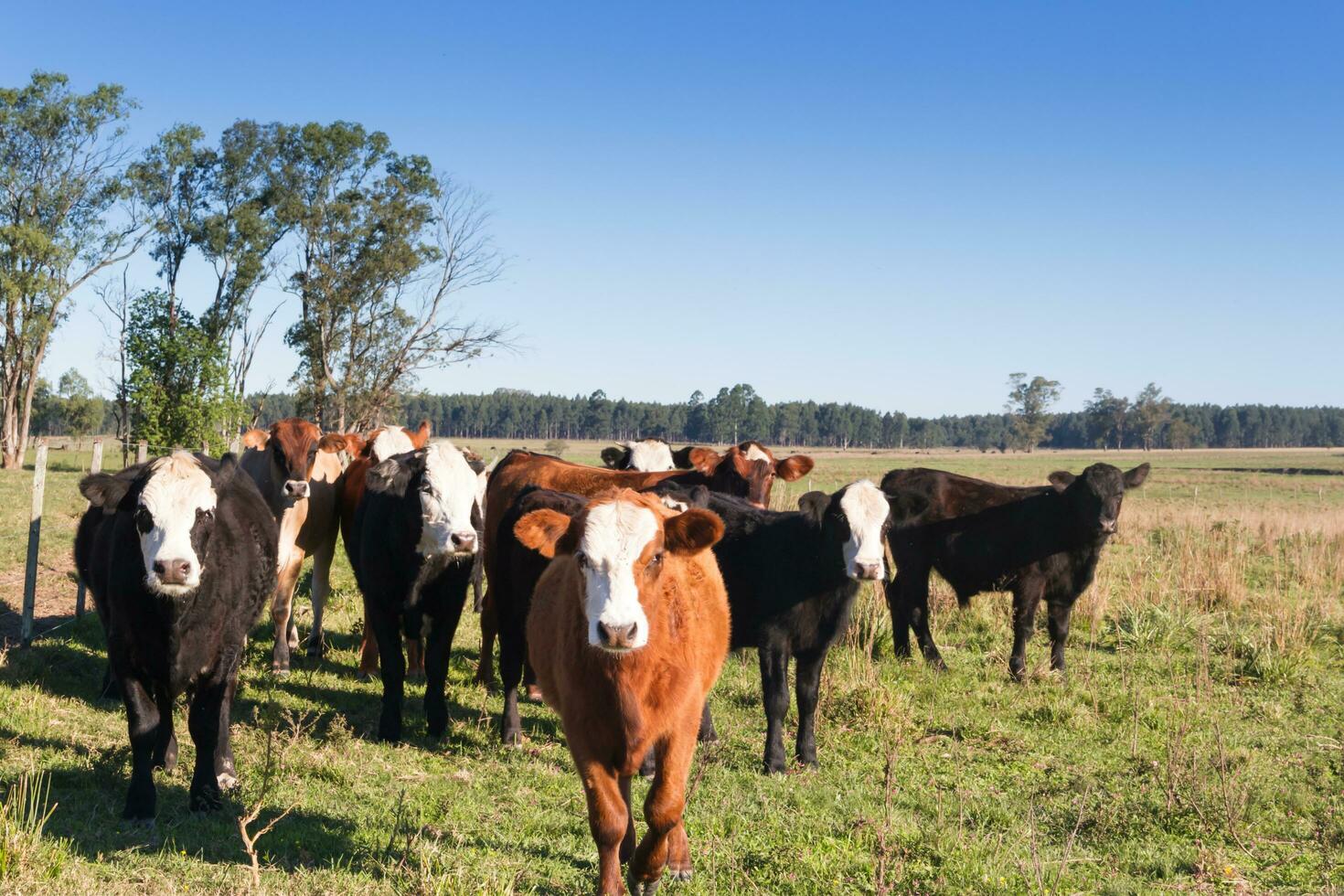 cows grazing in the green Argentine countryside photo