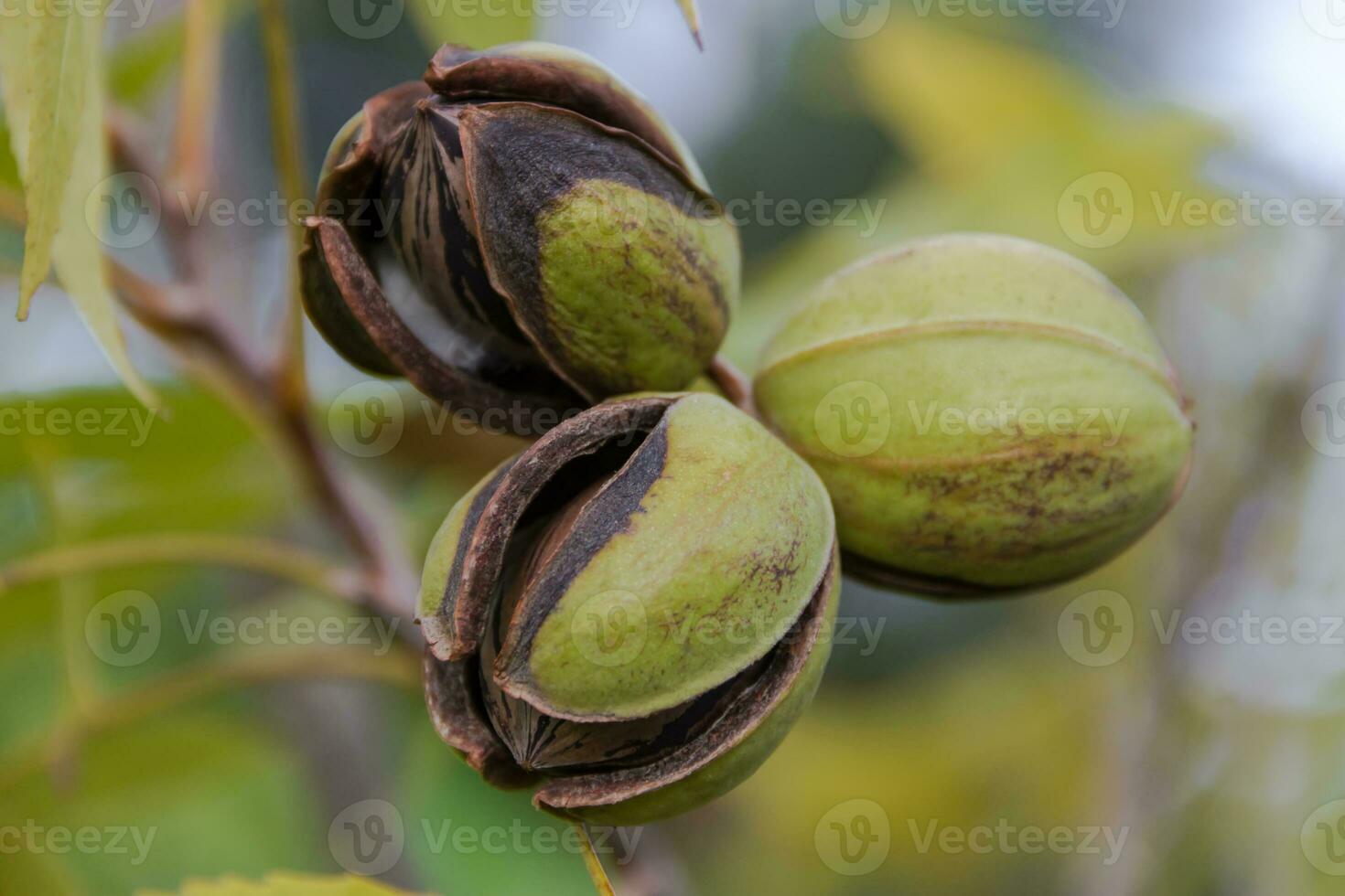 pecan nuts in the organic garden plant photo