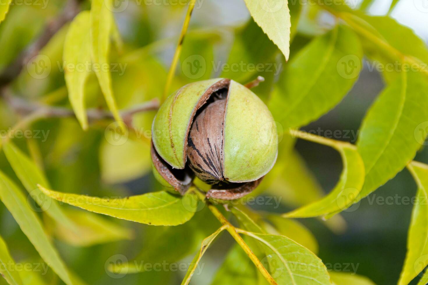 pecan nuts in the organic garden plant photo