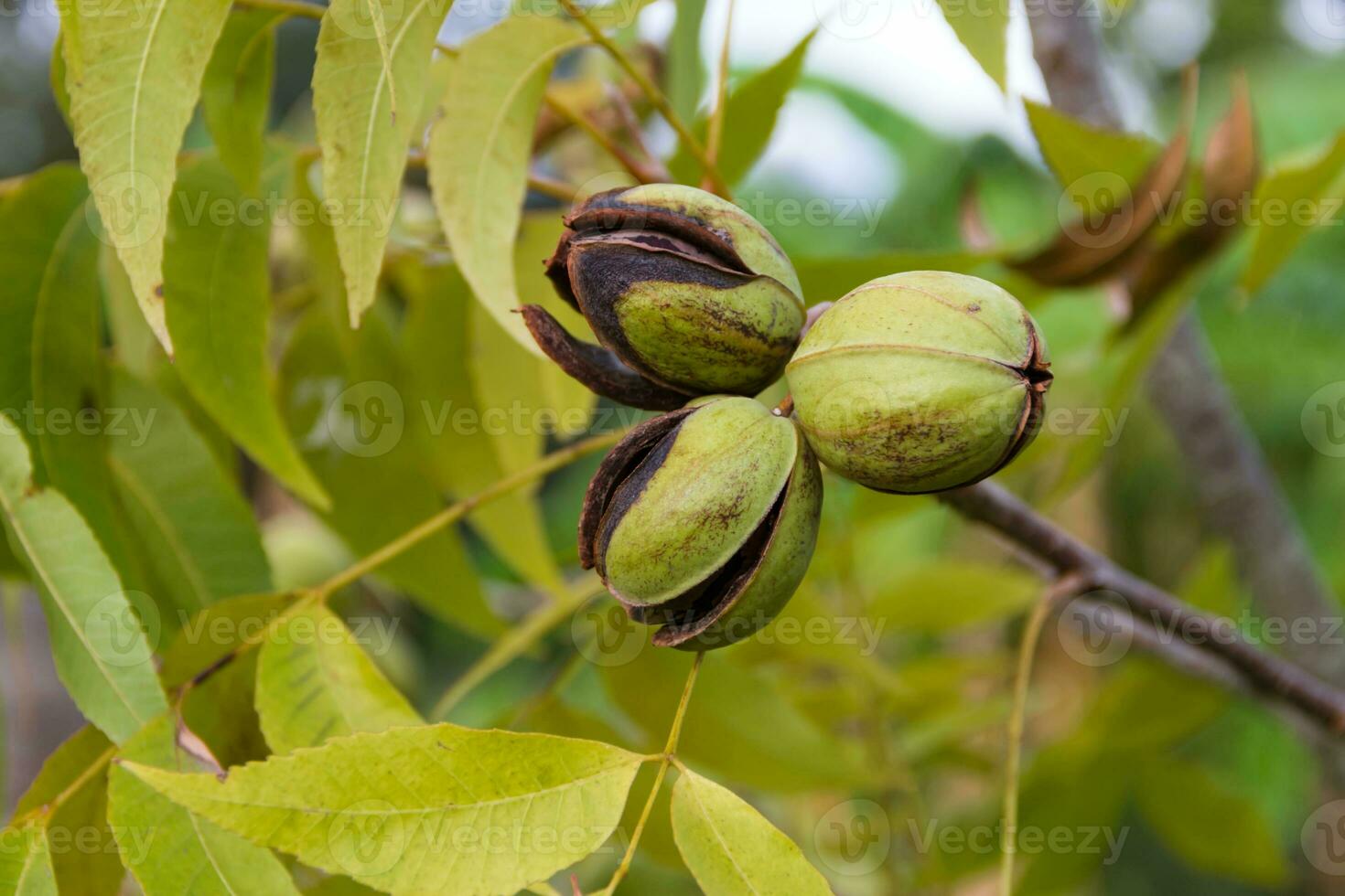 pecan nuts in the organic garden plant photo