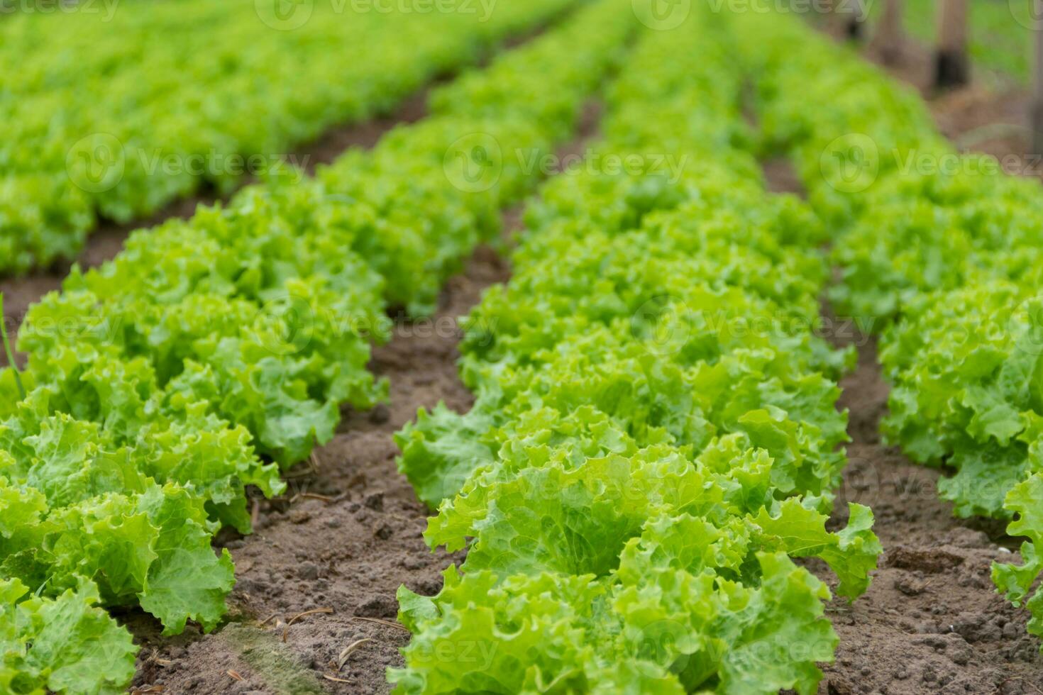 plantation of lettuce in a greenhouse in the organic garden photo