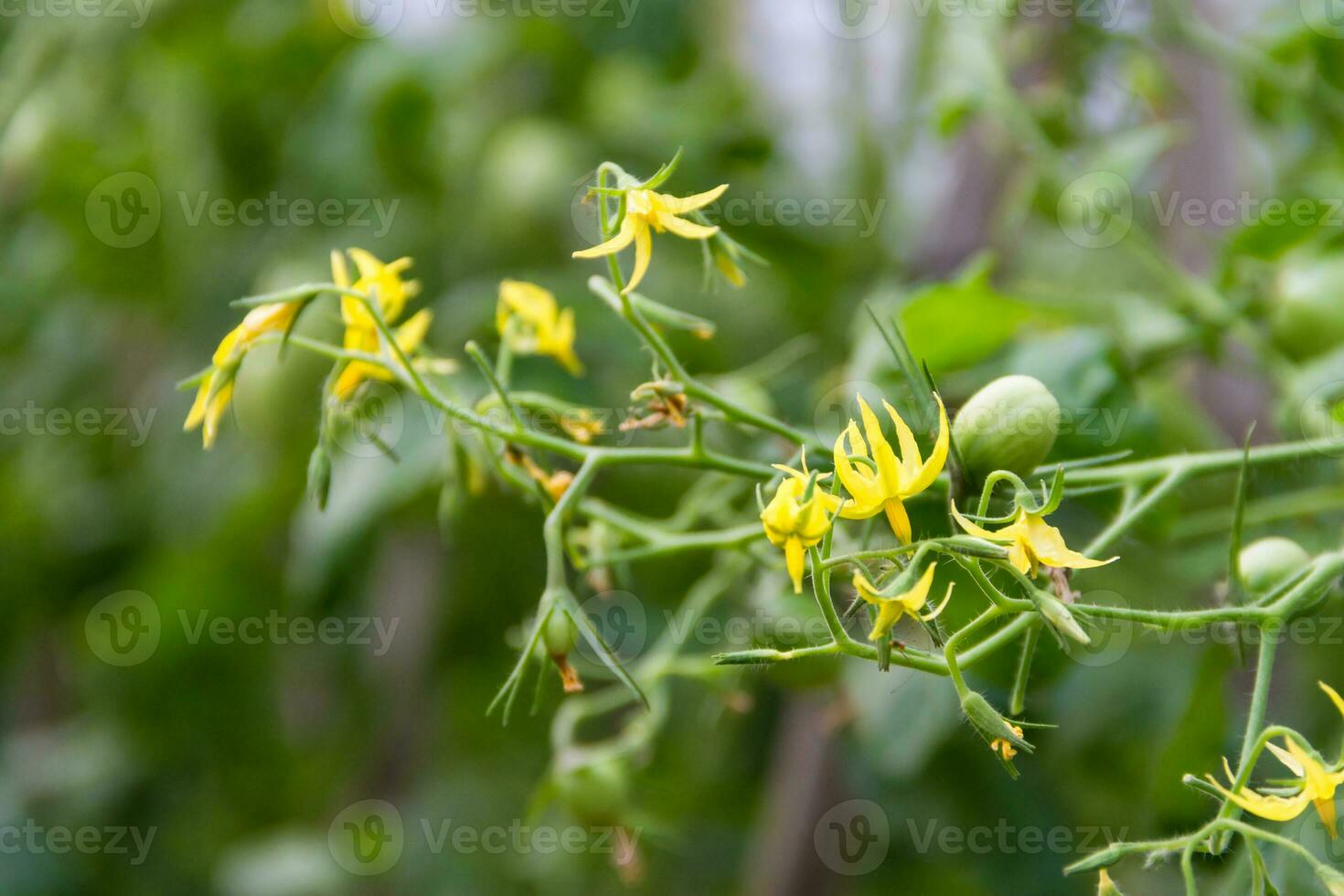 plantation of tomatoes in the organic garden photo