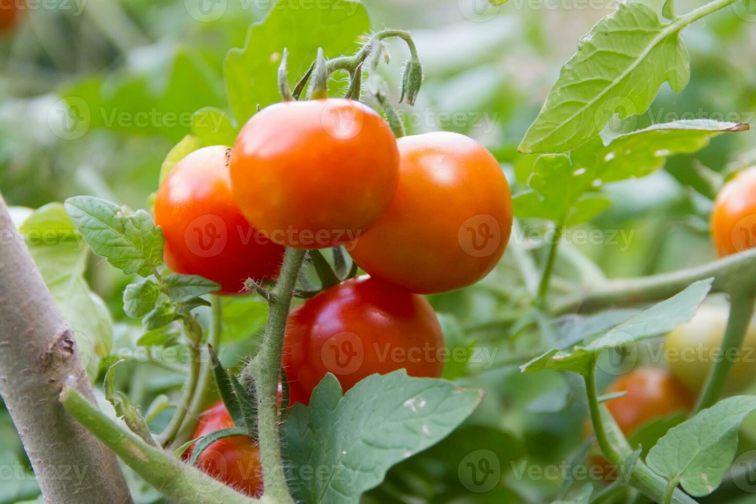 plantación de Tomates en el orgánico jardín foto