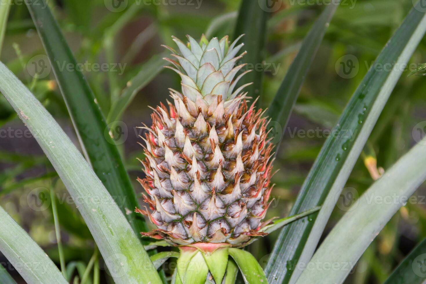fresh pineapples in the organic garden plant photo