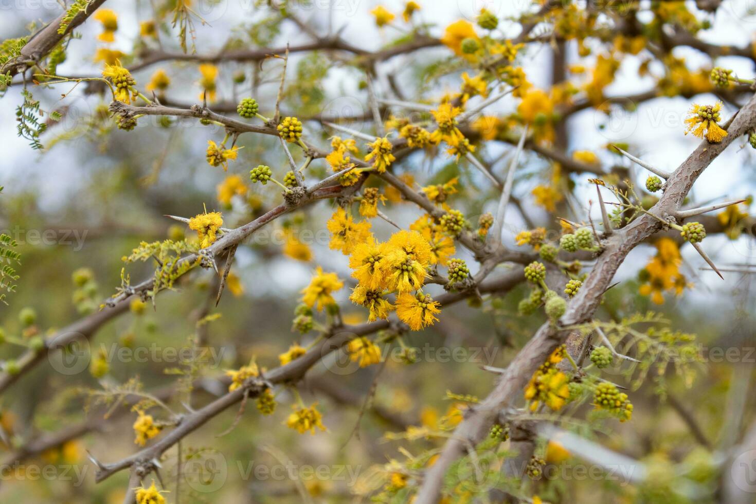 detail of an acacia in flower in the mountain spring photo