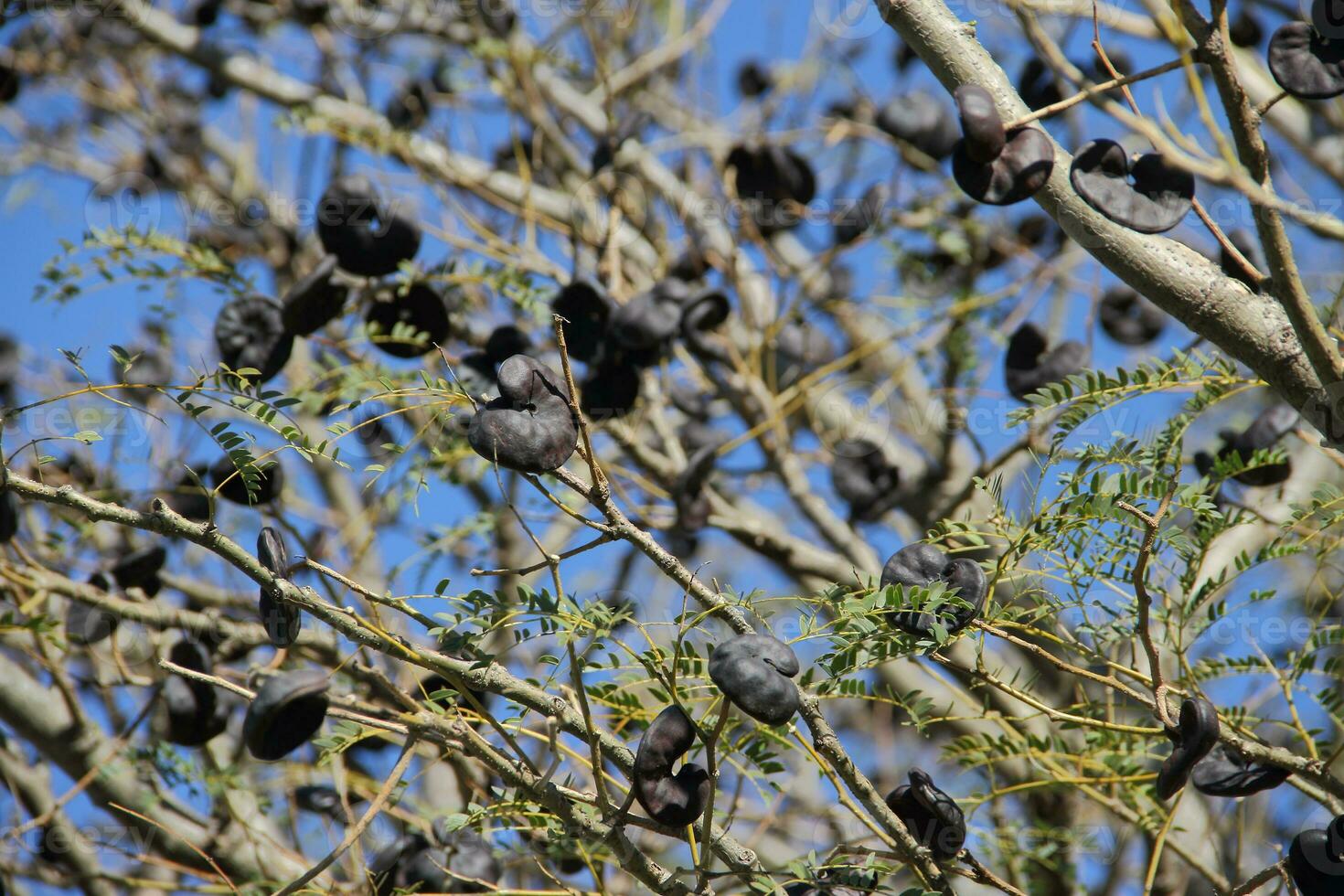 Enterolobium contortisiliquum native tree of South America photo