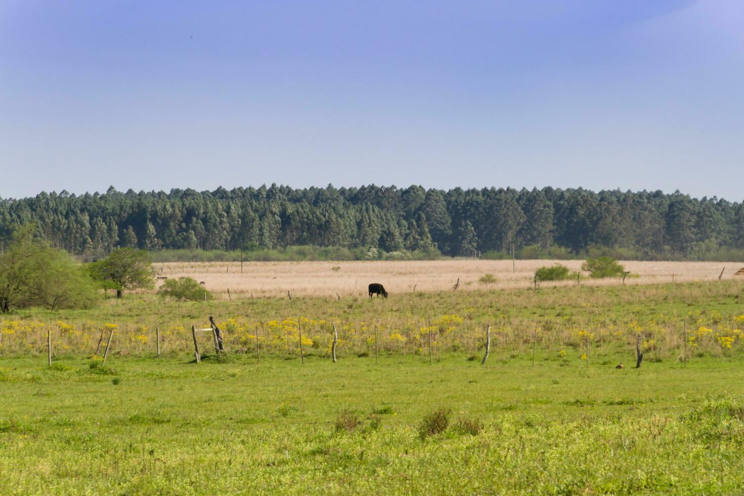Argentinian countryside landscapes with shades of green yellow flowers cattle and streams photo
