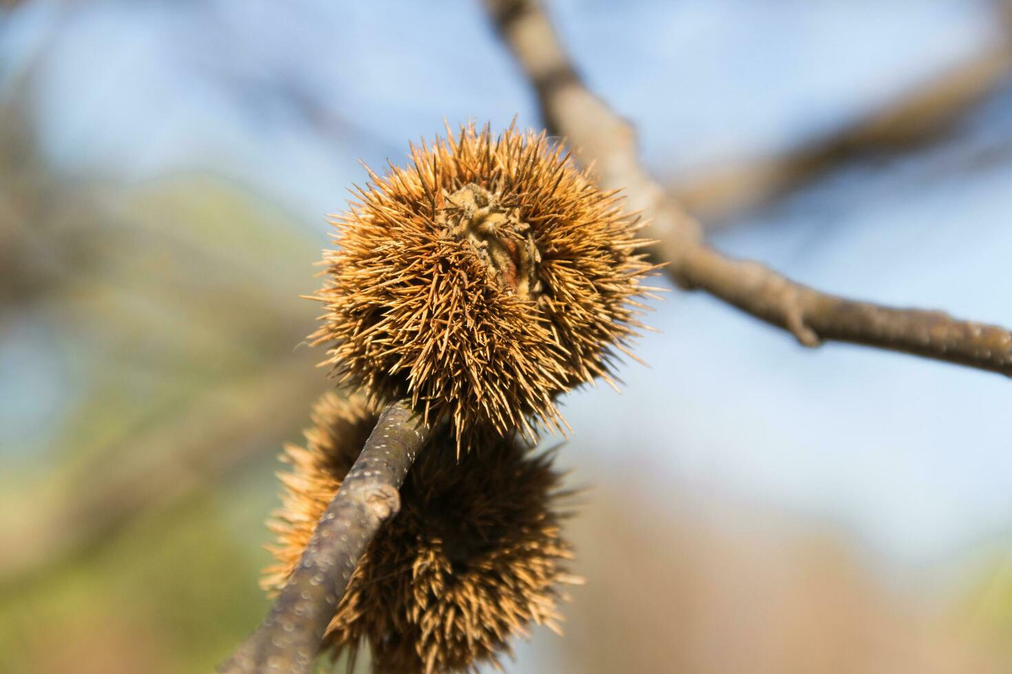 ripe chestnut fruit on the tree branch photo
