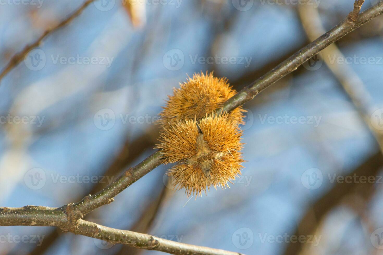 ripe chestnut fruit on the tree branch photo