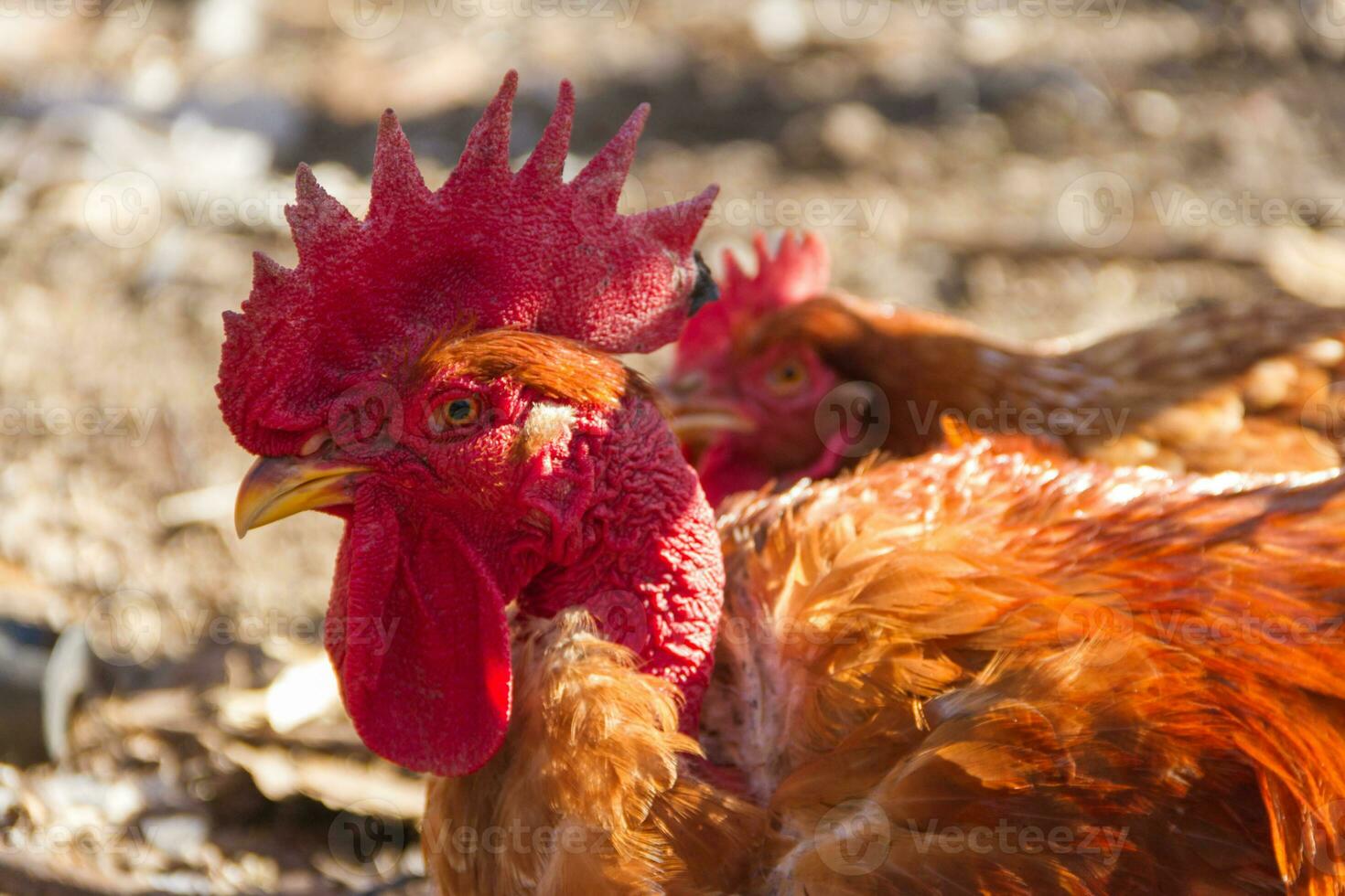 portrait of the naked neck rooster in the poultry house photo