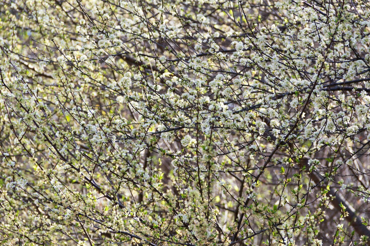 background texture of the white branches of the blossomed plum photo
