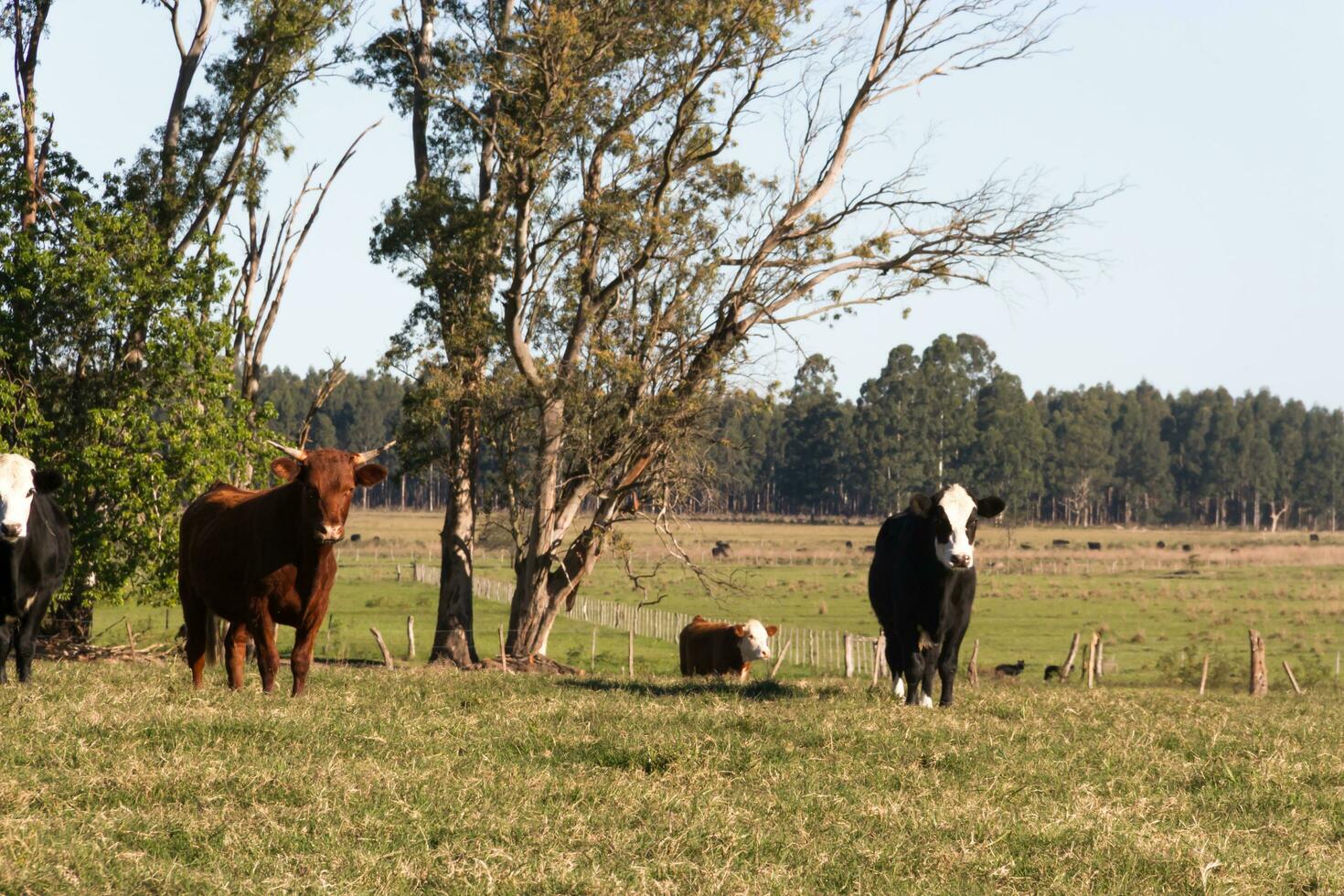 cows grazing in the green Argentine countryside photo