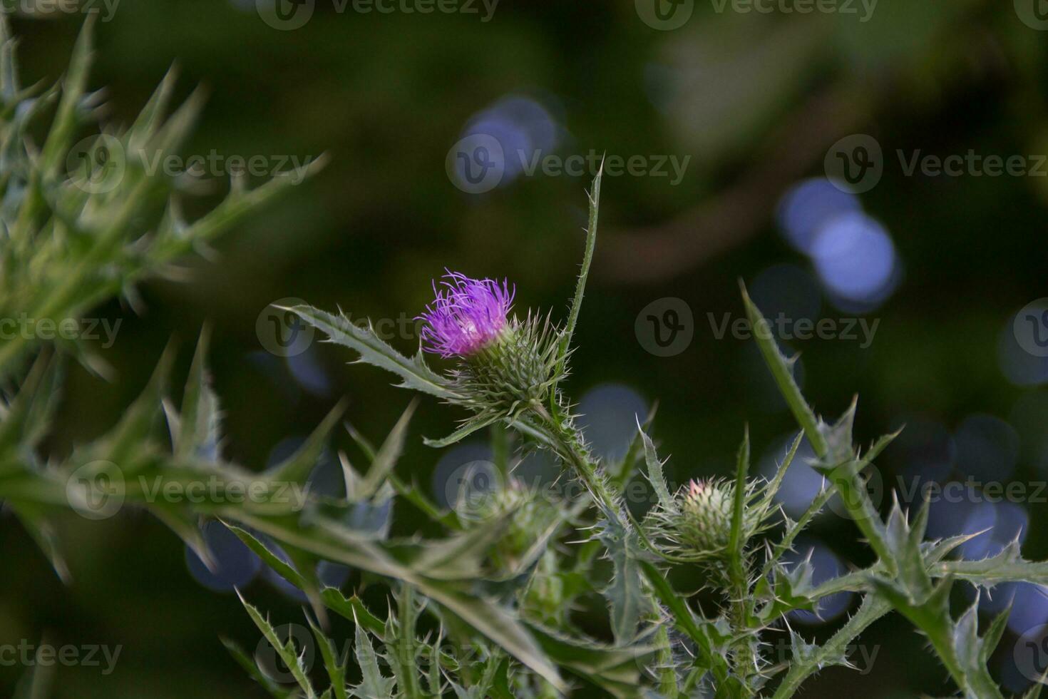 up close wild milk thistle flowers photo