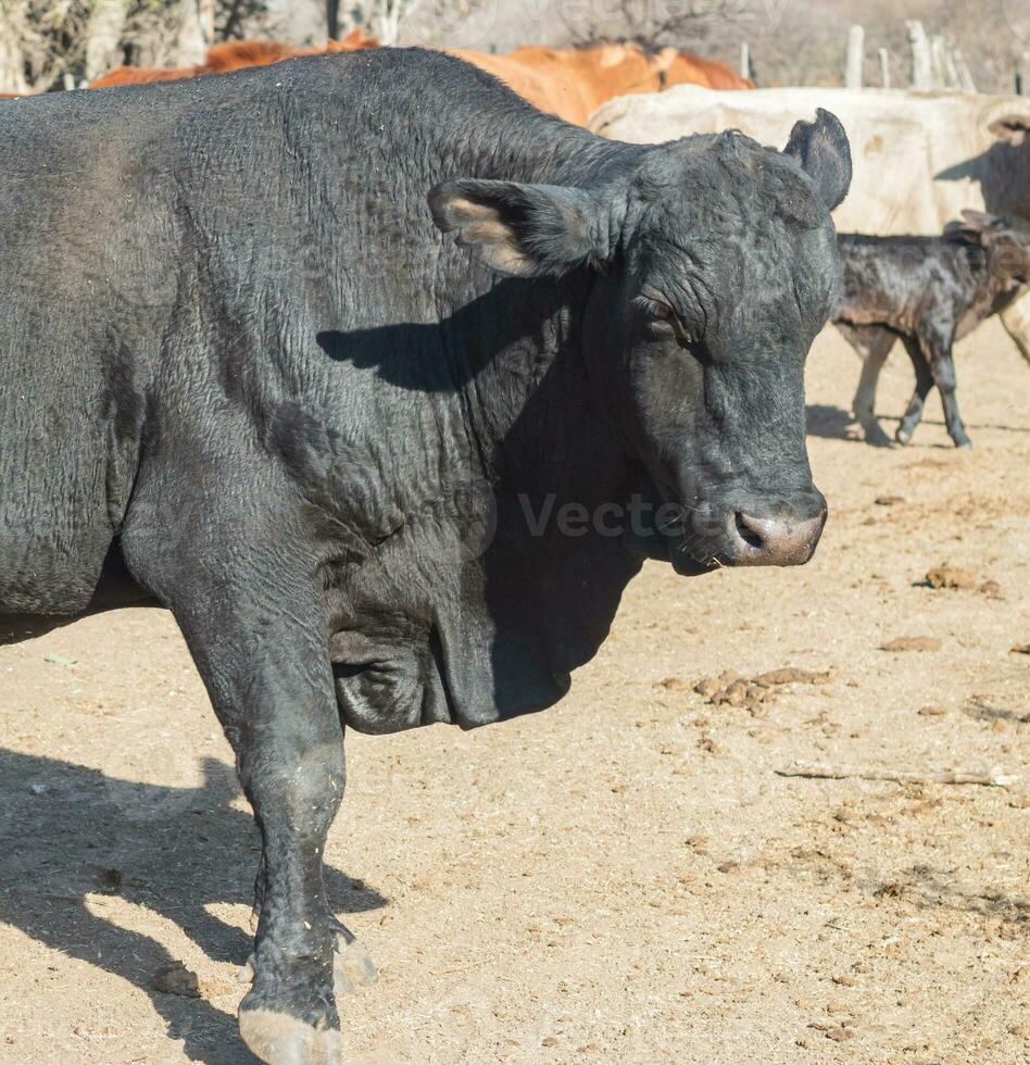 black bull brangus in the Argentine countryside photo