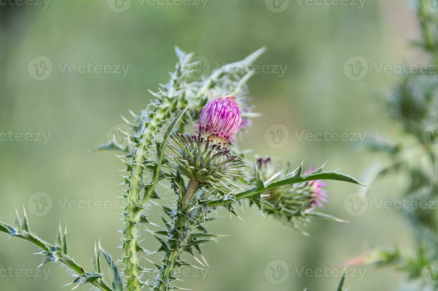 up close wild milk thistle flowers photo