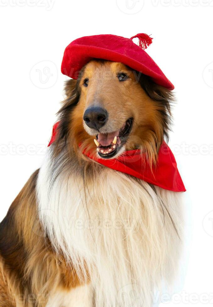 Portrait of rough collie with beret and red scarf. San Fermin celebration photo