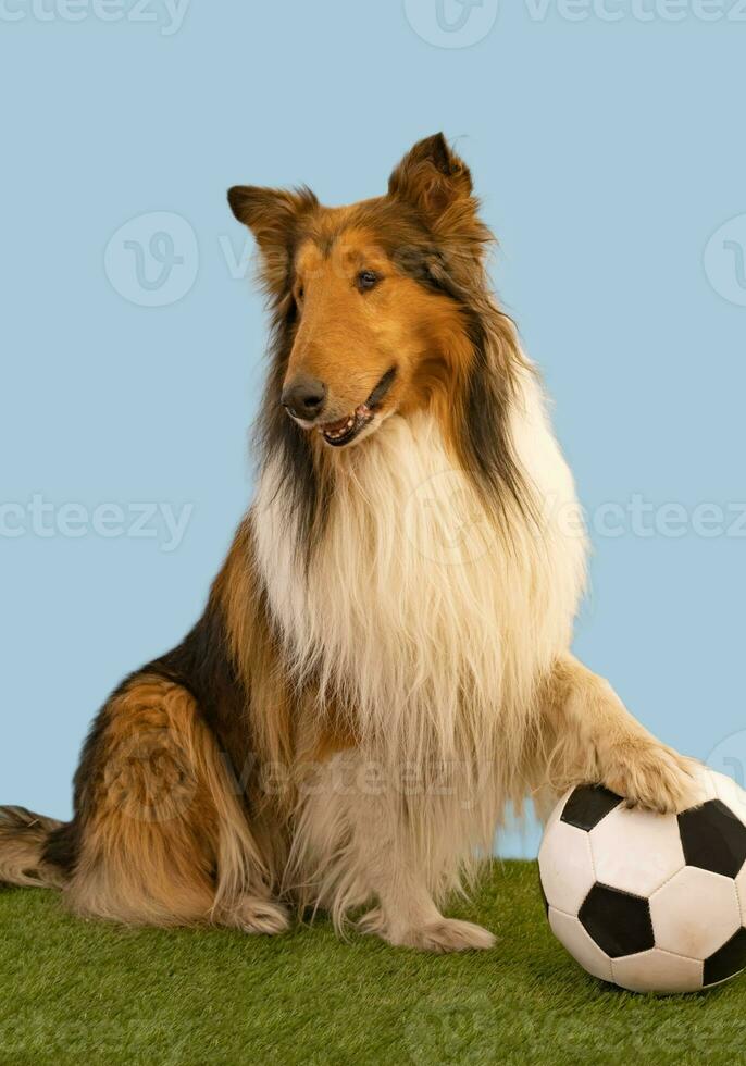 Portrait of a collie dog posing with the soccer ball photo