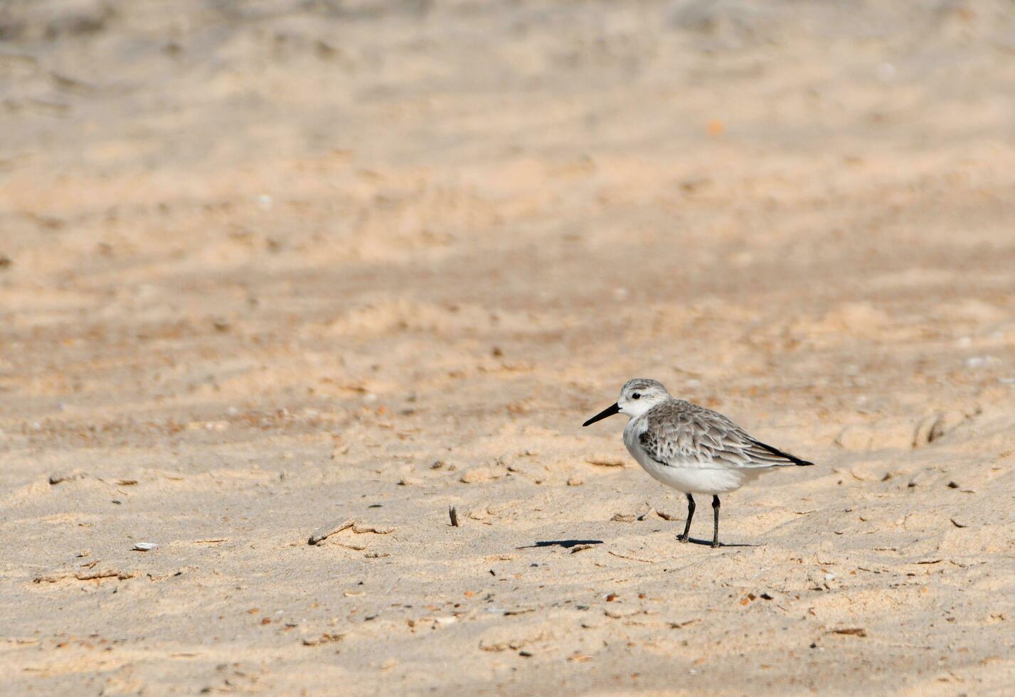 Calidris Alba or Sandpiper on the beach photo