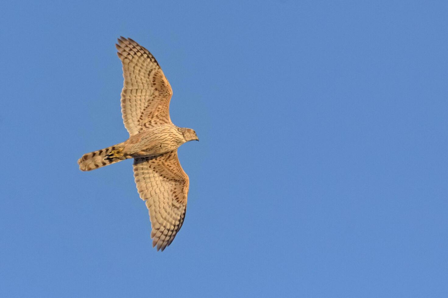Young northern goshawk - Accipiter gentilis - in speedy flight in blue sky with illuminated body and wings photo
