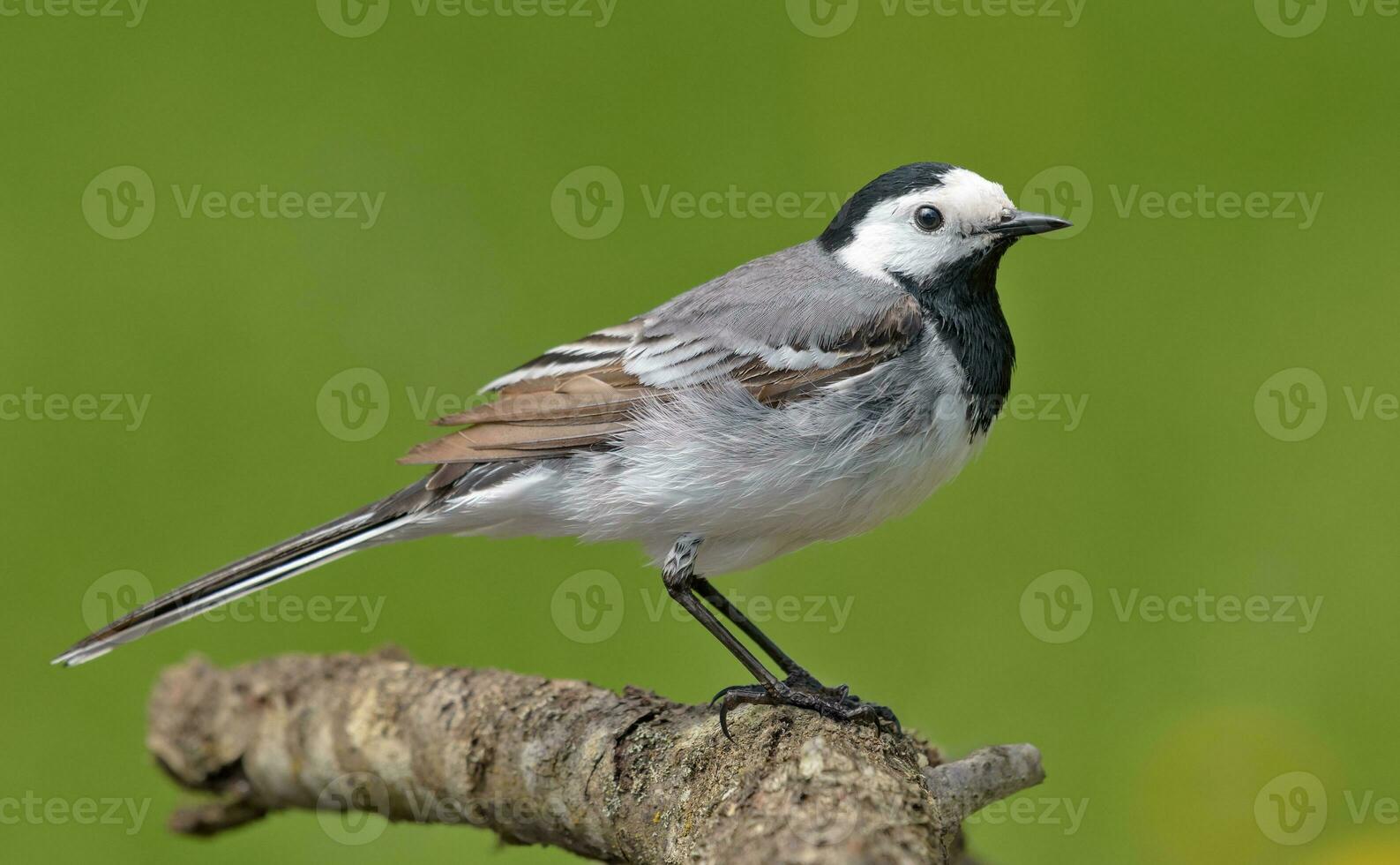 adulto masculino blanco aguzanieves - motacilla alba - posando en pequeño rama con limpiar verde antecedentes en verano foto