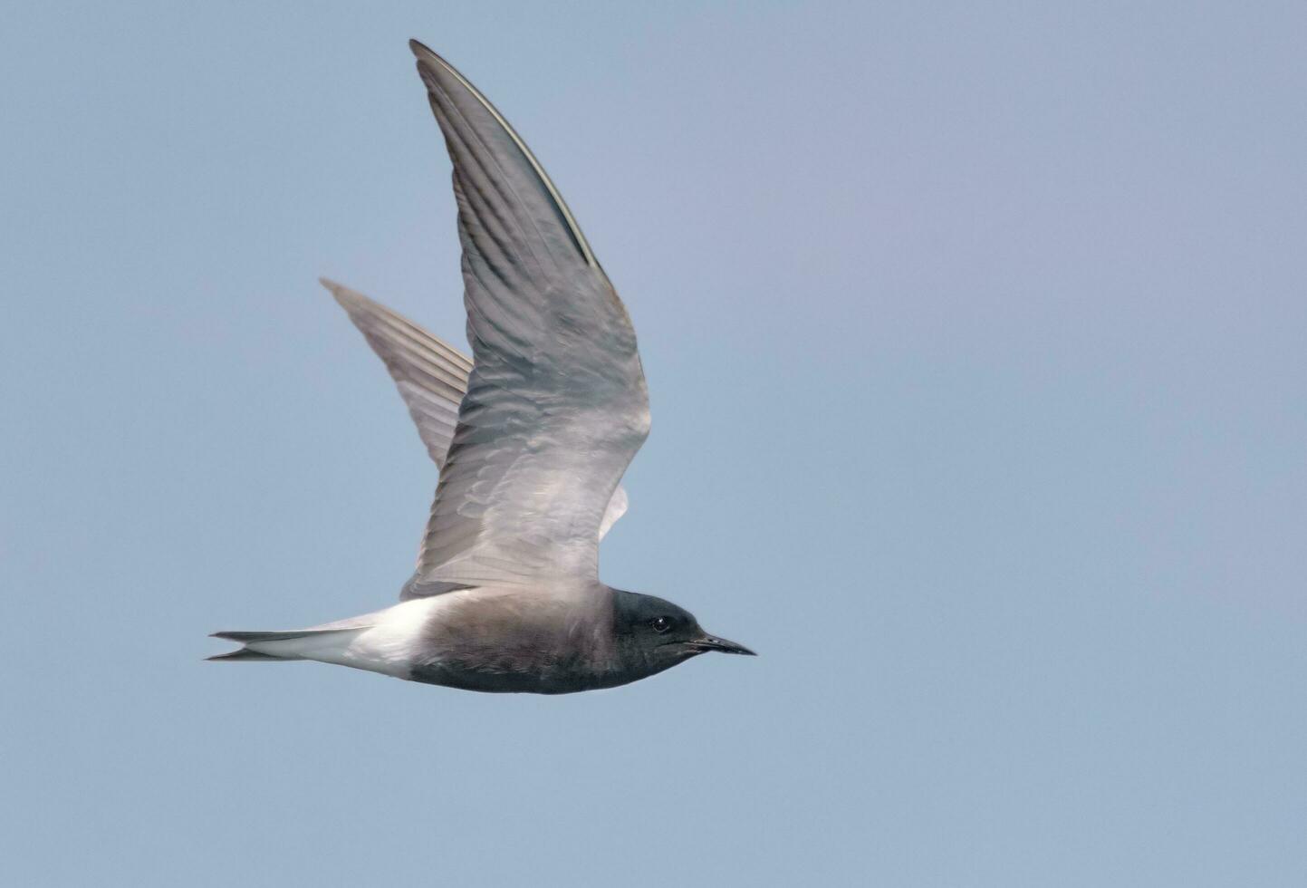 Adult Black tern - Chlidonias niger - flying in blue sky with spreaded wings photo