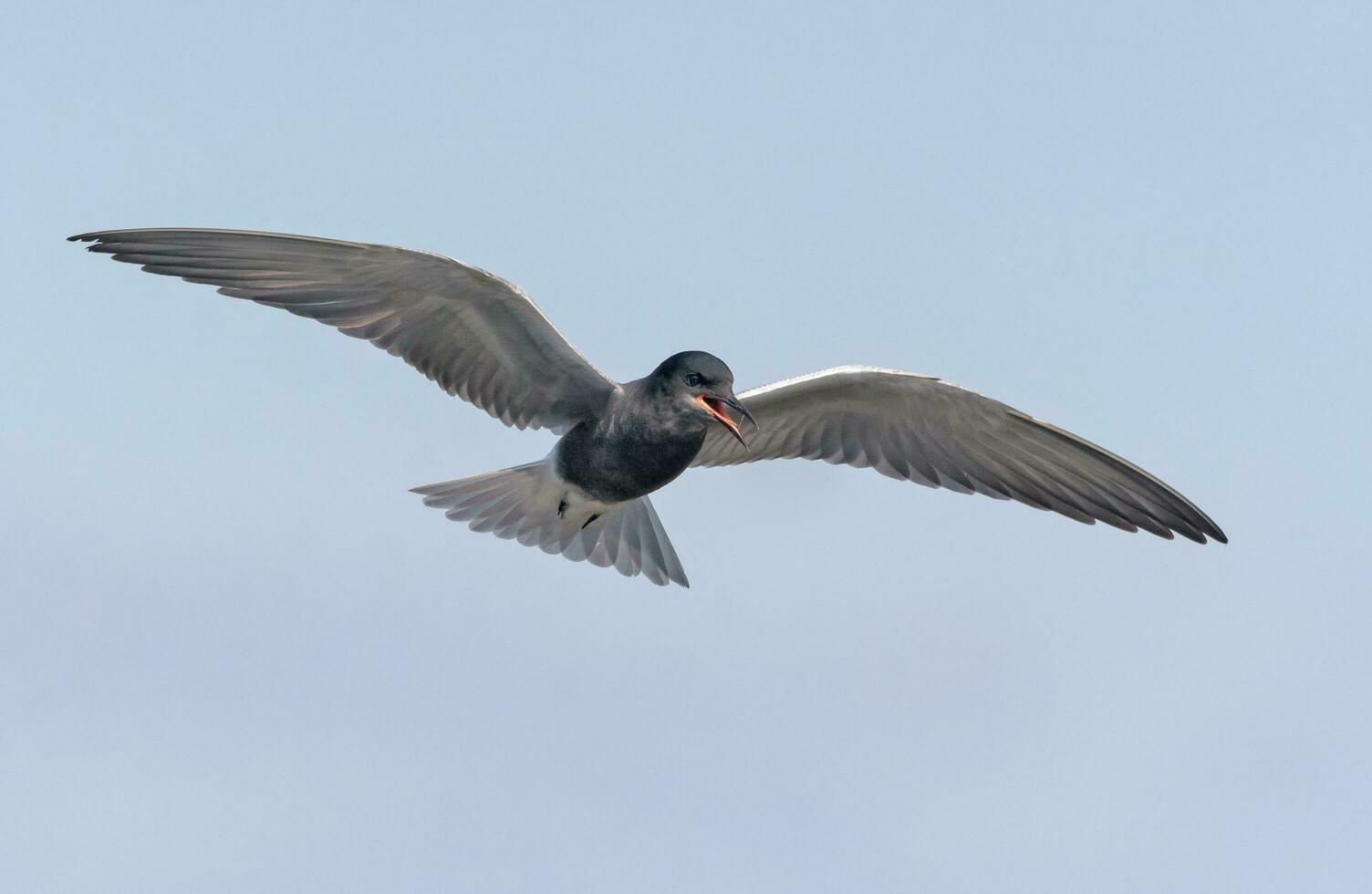 adulto negro golondrina de mar - clidonias Níger - se eleva en azul cielo y llamadas duro alarma foto