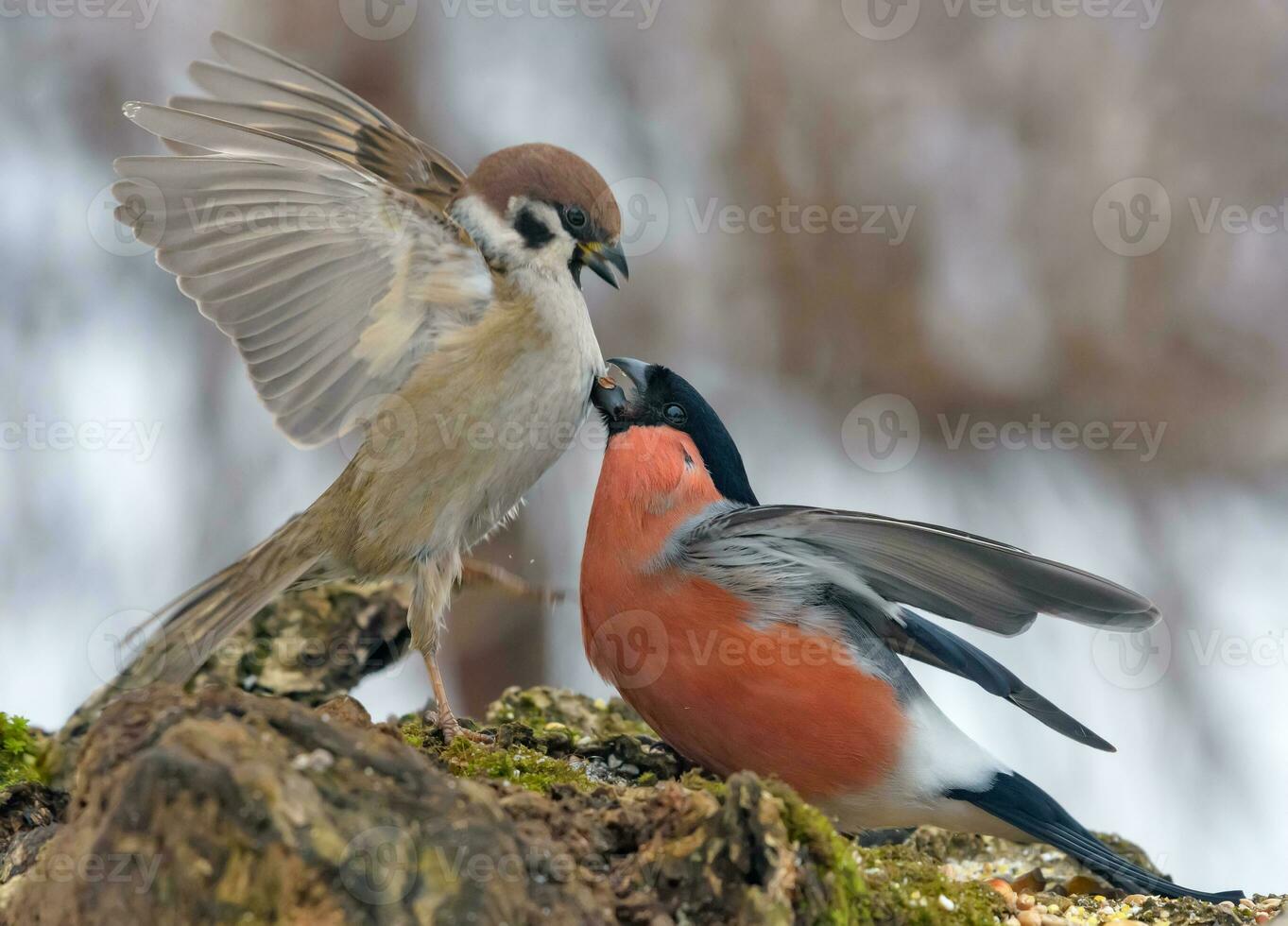 Eurasian Bullfinch- Pyrrhula pyrrhula - and Eurasian tree sparrow - Passer montanus - fights for their lives near the feeder in cold winter photo