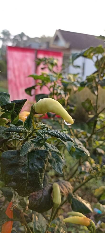 hot cayenne pepper photo