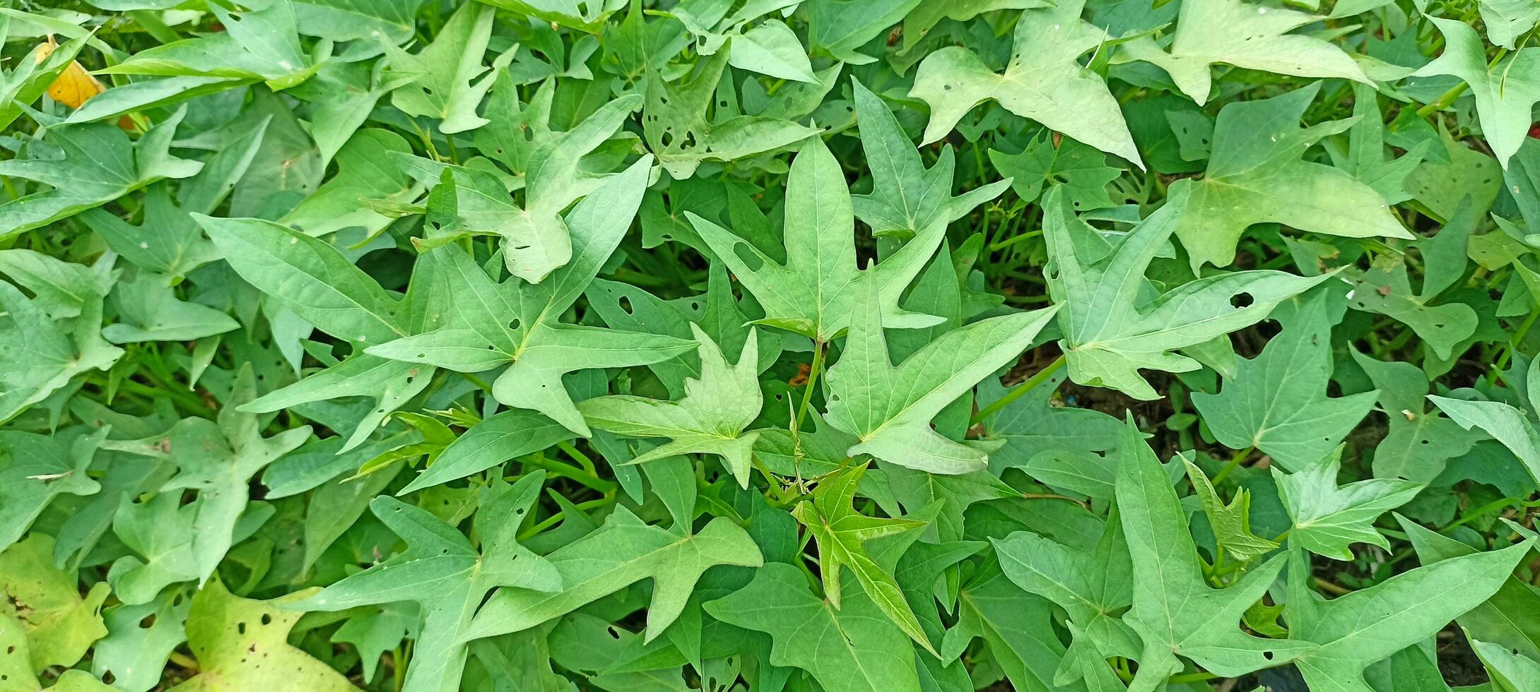 sweet potato leaves photo