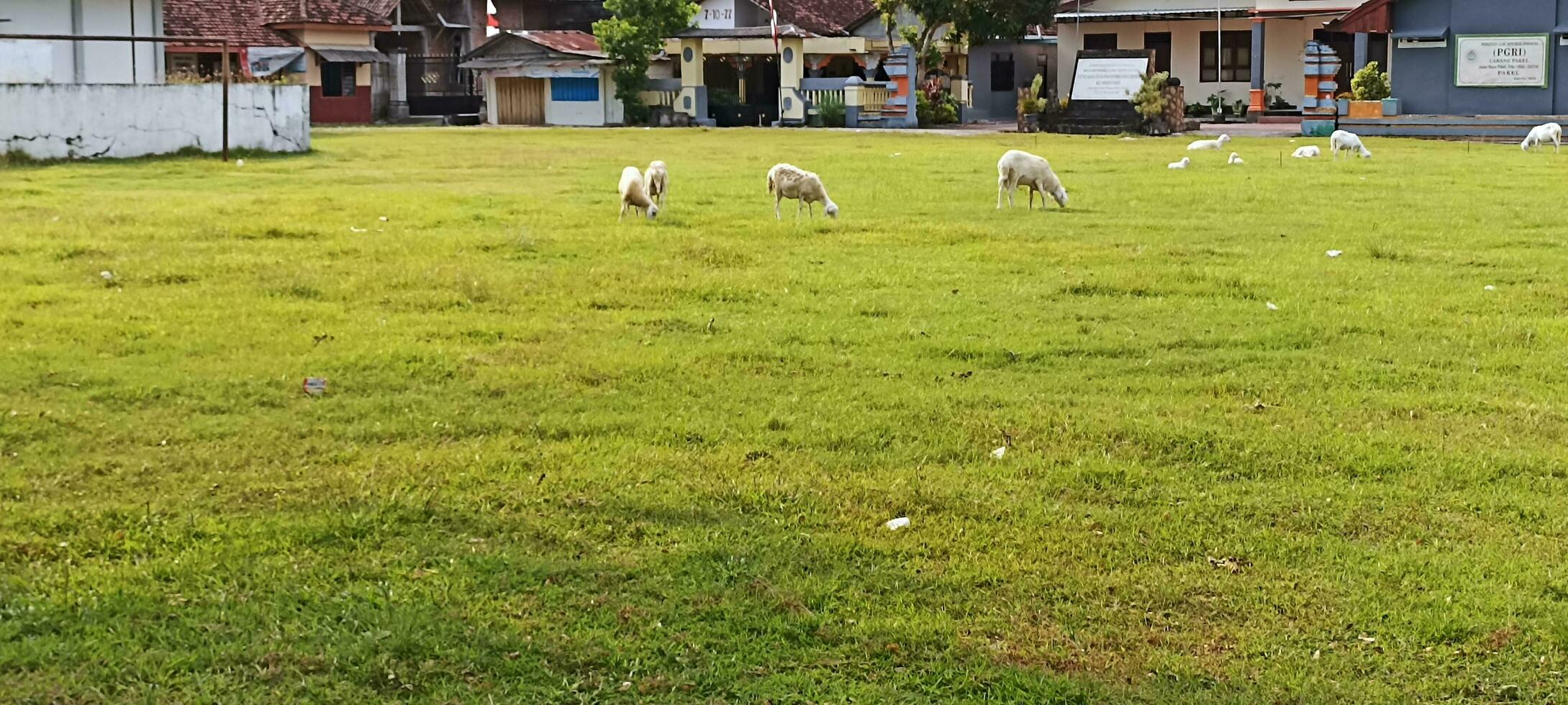 goats eat grass photo