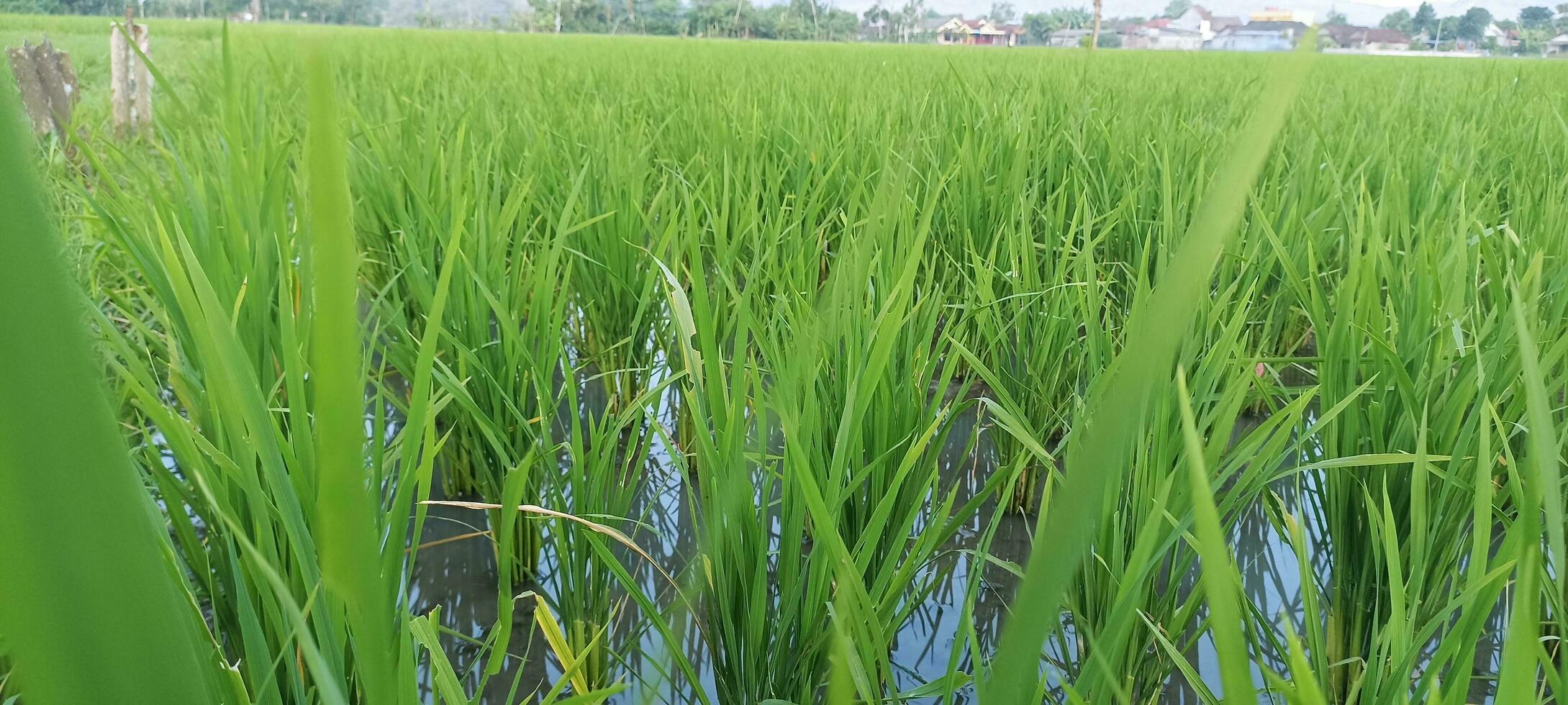 green rice plants photo