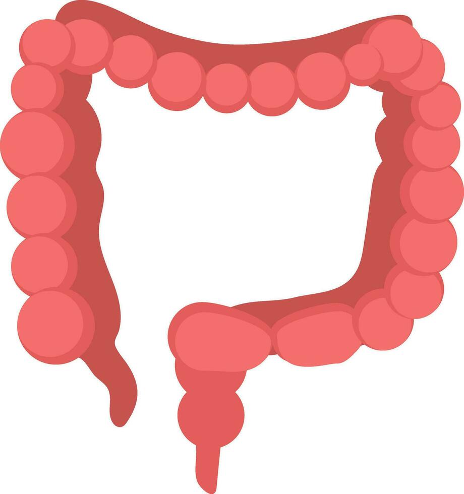 Large Intestine Icon In Flat Style. vector