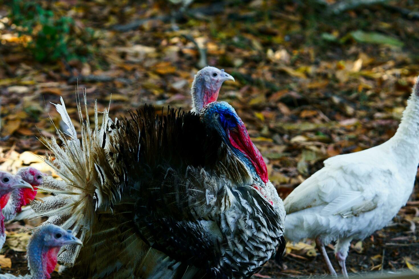 male turkey philippines photo