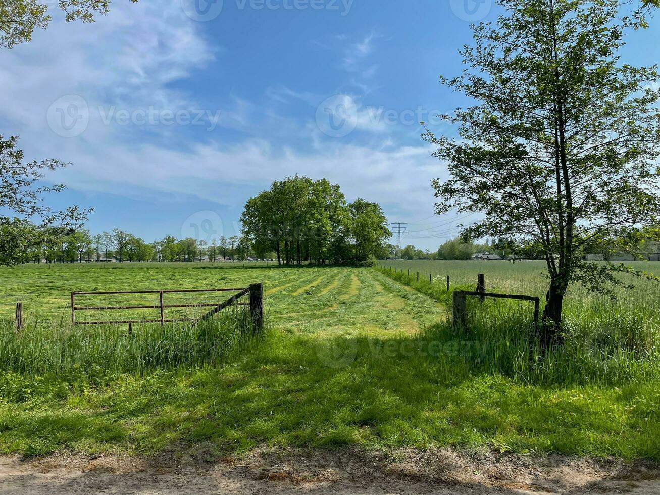 Indulge in the boundless beauty of a lush green grass field beneath the vast expanse of a blue sky, a serene paradise that soothes the soul photo