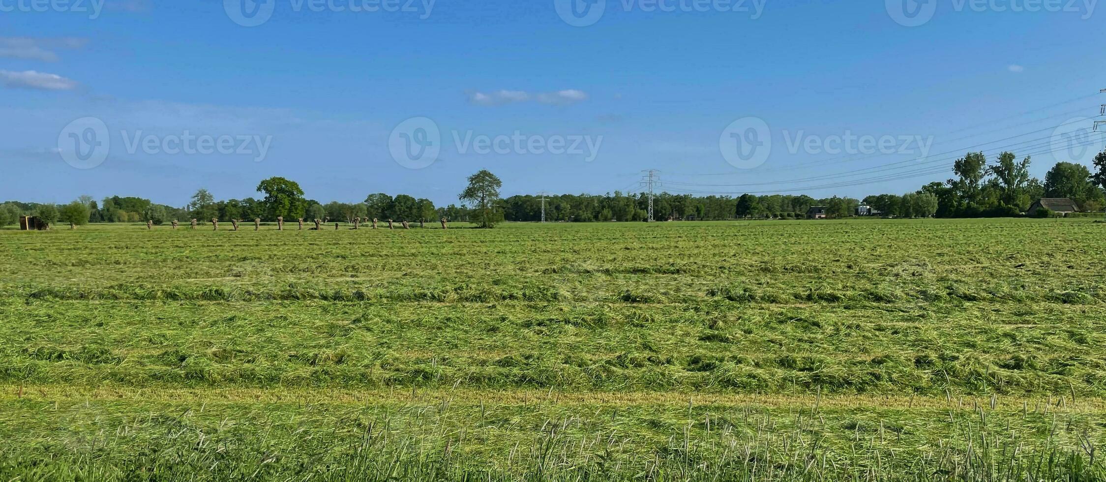 Breathtaking Dutch landscapes in springsummer. A Dutch meadow picture with shallow clouds, vibrant colors and serene tranquility. Capturing the essence of a typical mown grassland in the Netherlands. photo