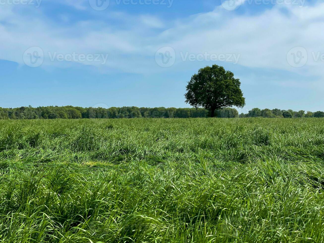 Indulge in the boundless beauty of a lush green grass field beneath the vast expanse of a blue sky, a serene paradise that soothes the soul photo