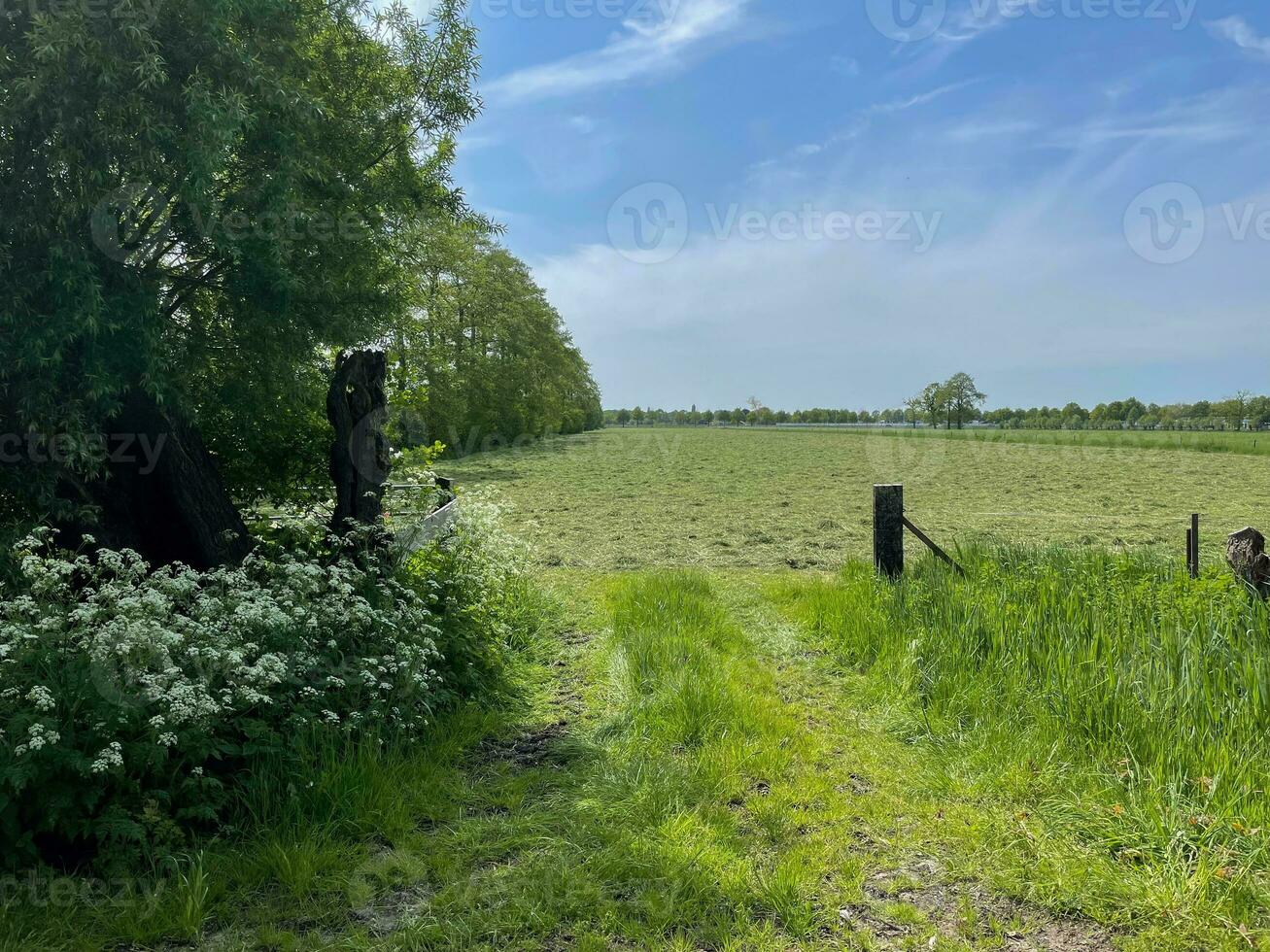 Indulge in the boundless beauty of a lush green grass field beneath the vast expanse of a blue sky, a serene paradise that soothes the soul photo