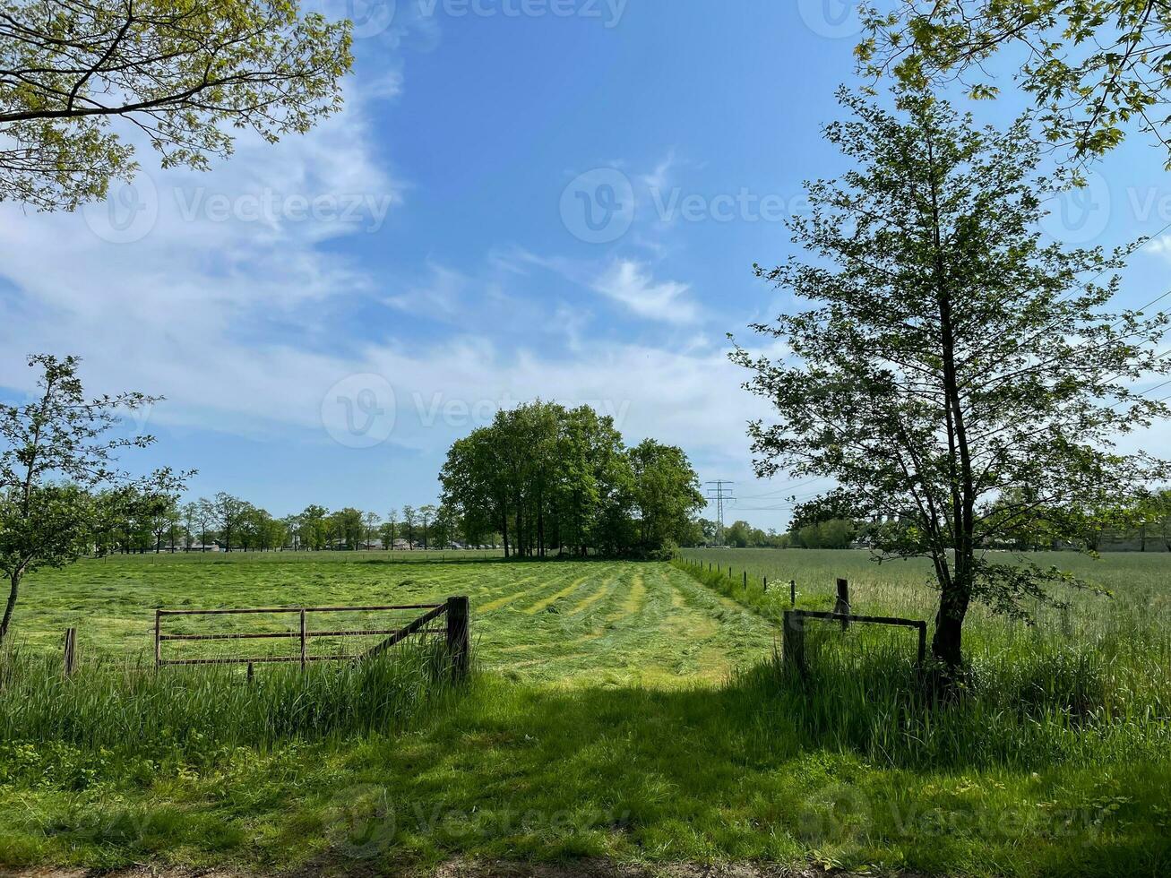 Indulge in the boundless beauty of a lush green grass field beneath the vast expanse of a blue sky, a serene paradise that soothes the soul photo